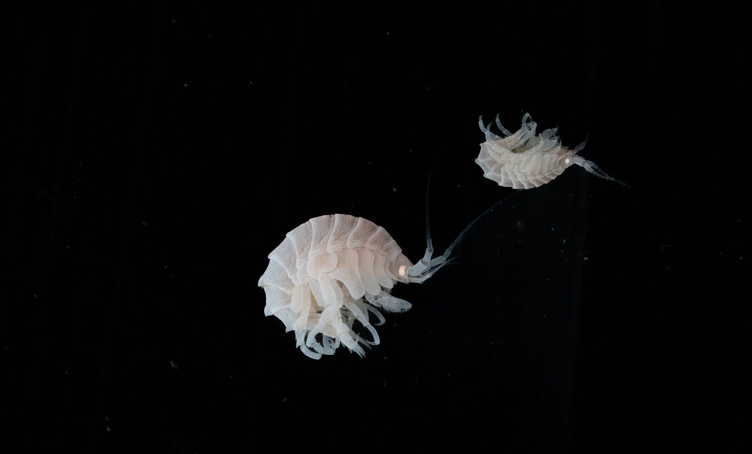 Two translucent jellyfish swimming in dark water.