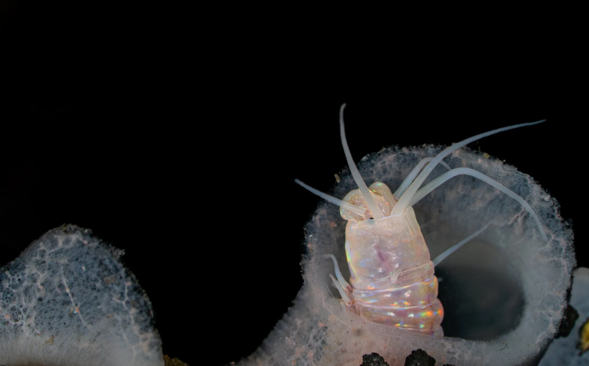 Close-up of an incandescent shrimp with translucent body and long antennae, resting inside a dark coral or rock crevice.