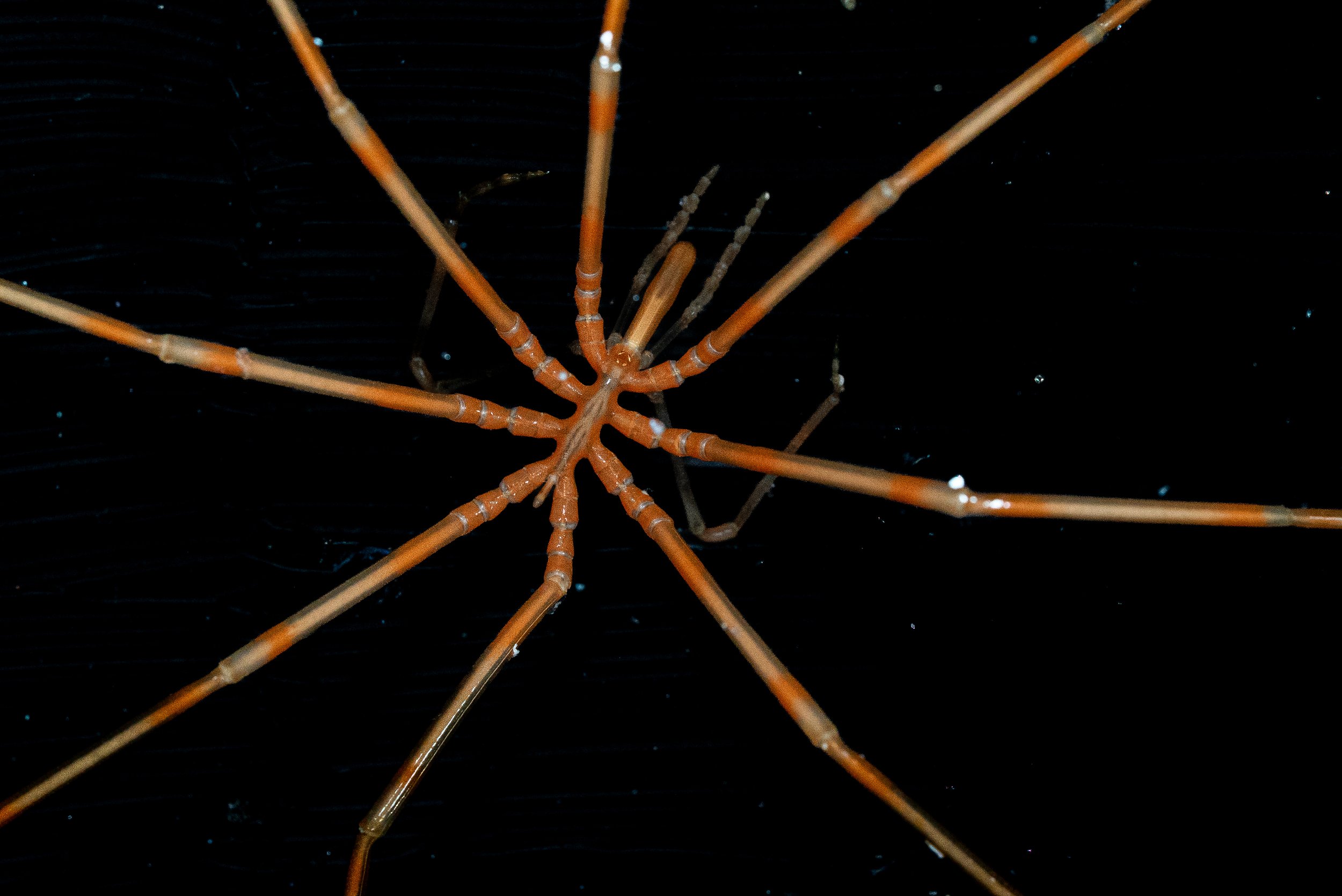 A close-up of a spider's body and legs on a black background.
