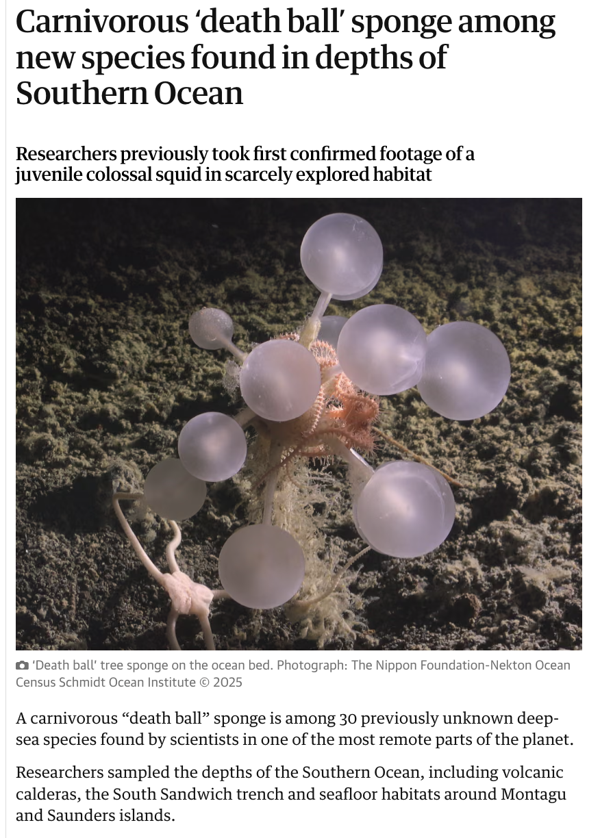 Photograph of a ‘death ball’ tree sponge on the ocean bed with round, translucent balls attached to a soft, fuzzy base against a dark ocean floor.