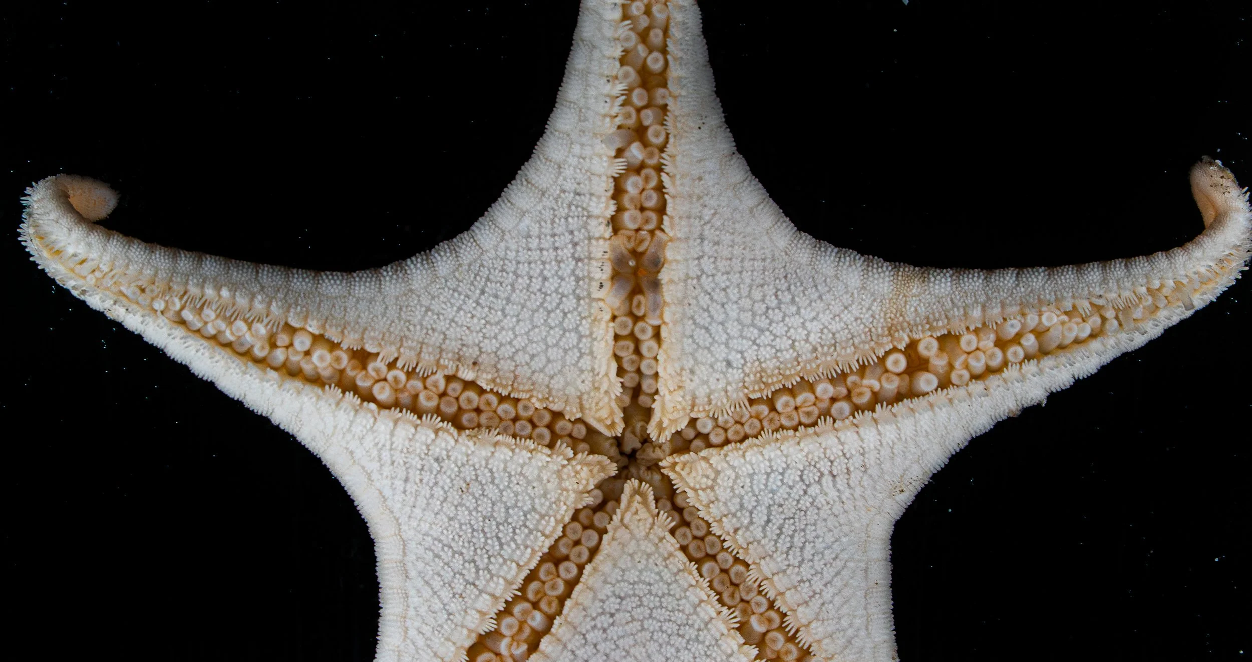 Close-up of a starfish with cream-colored body and five arms, showcasing the textured surface and tube feet against a black background.
