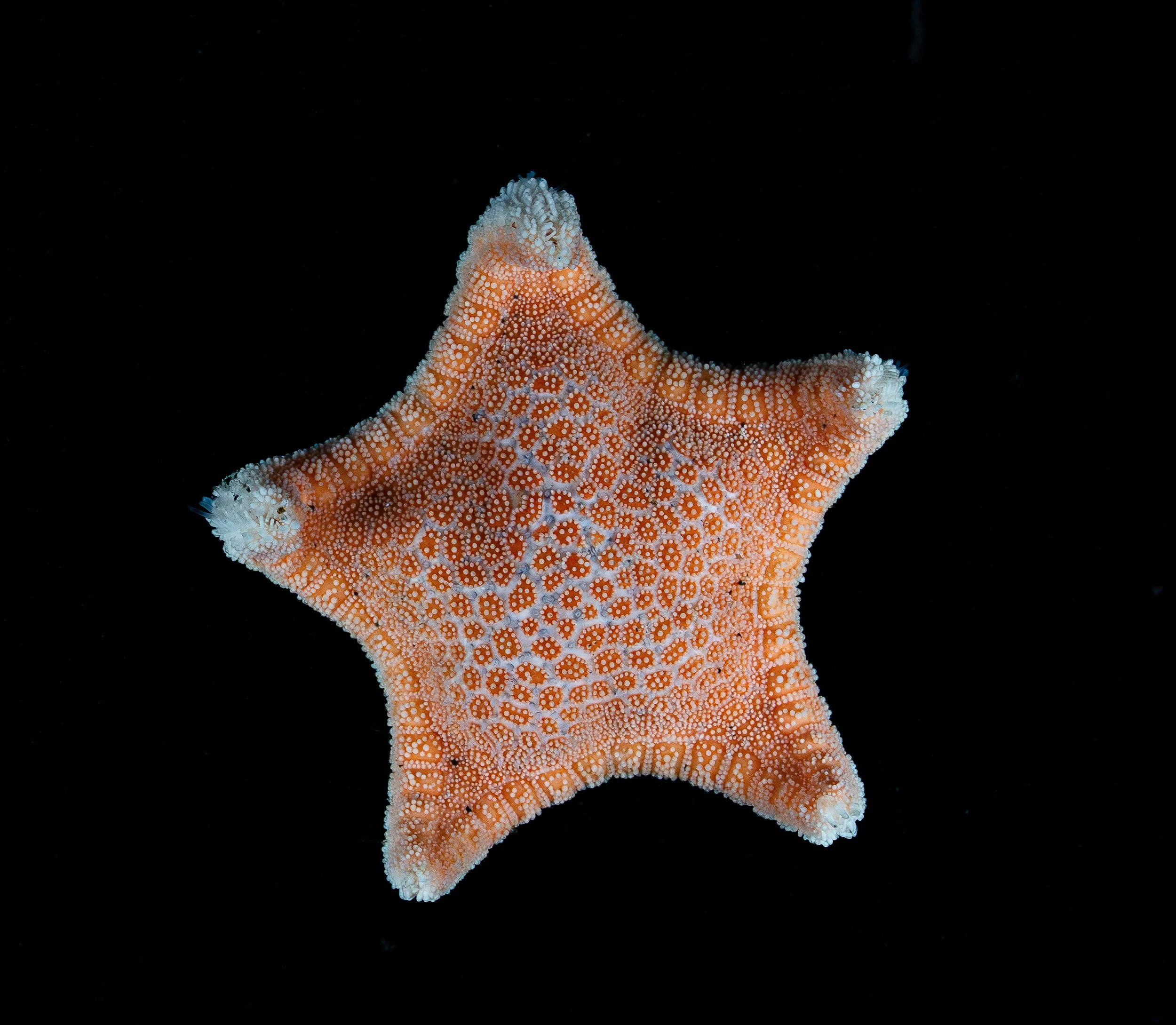 Orange and white star-shaped sea star with textured surface against black background.