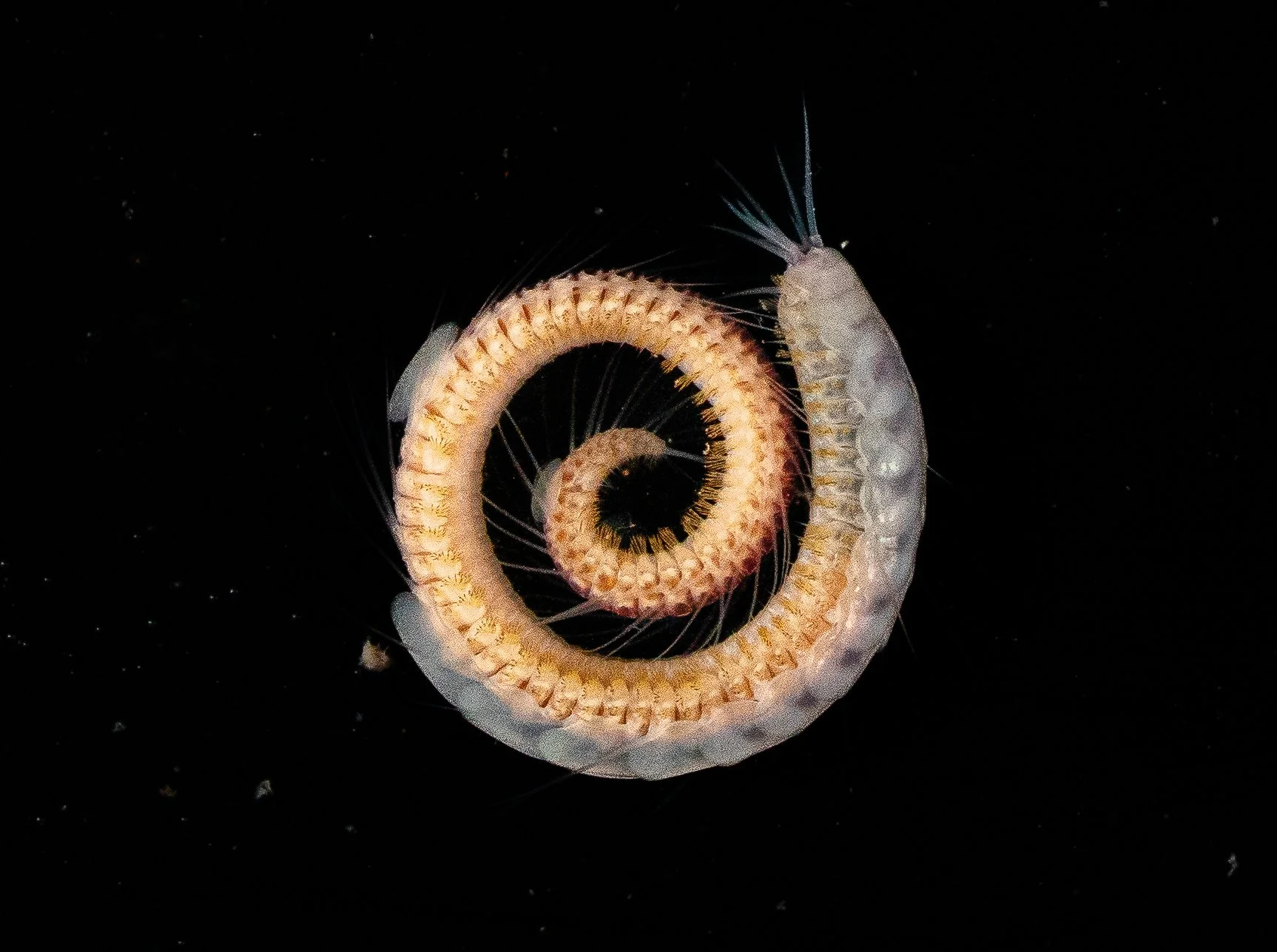 A curled marine creature, possibly a brittle star or a similar sea organism, with a segmented body and long, thin limbs, against a black background.