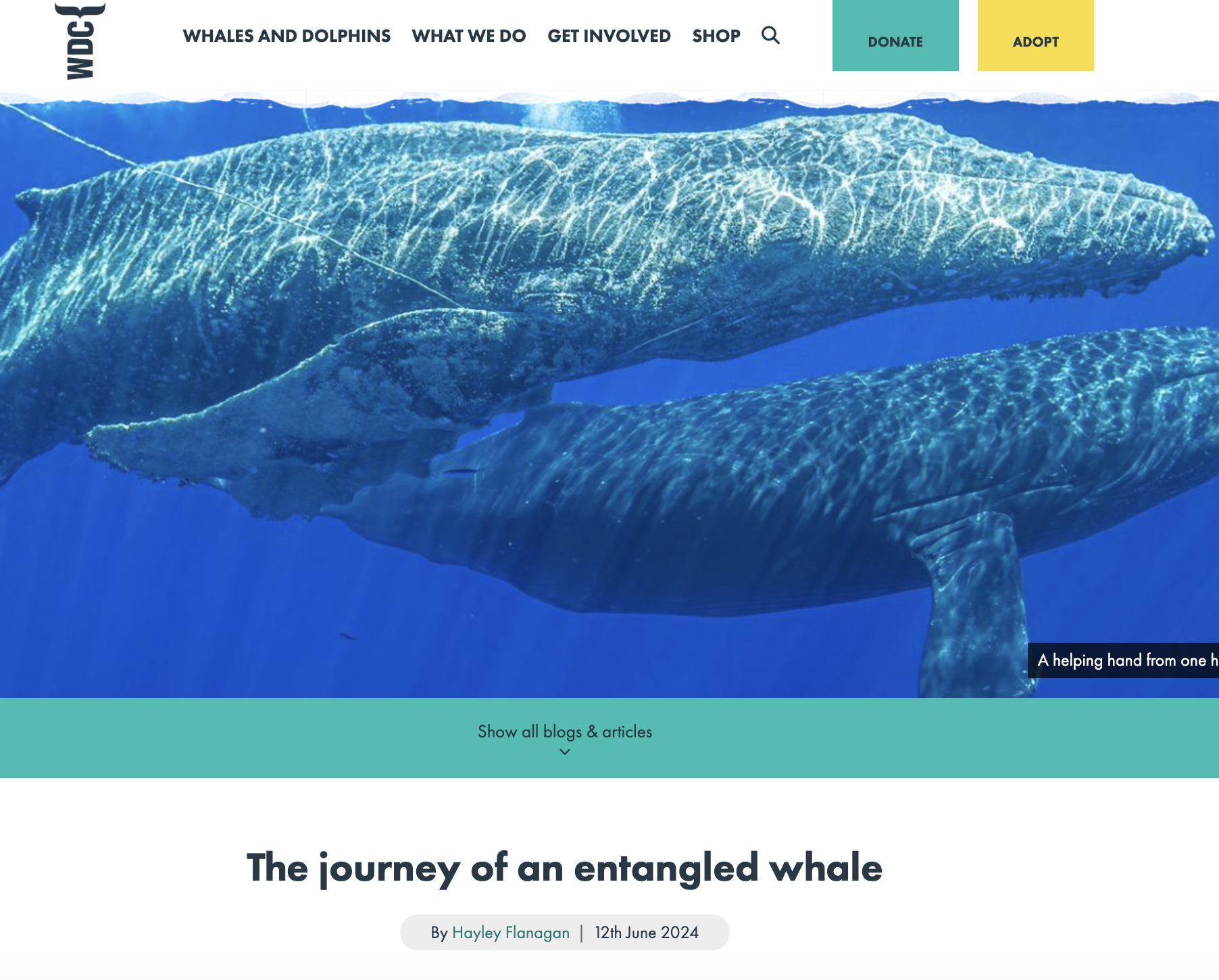 Underwater photograph of two large whales swimming side by side in the ocean.