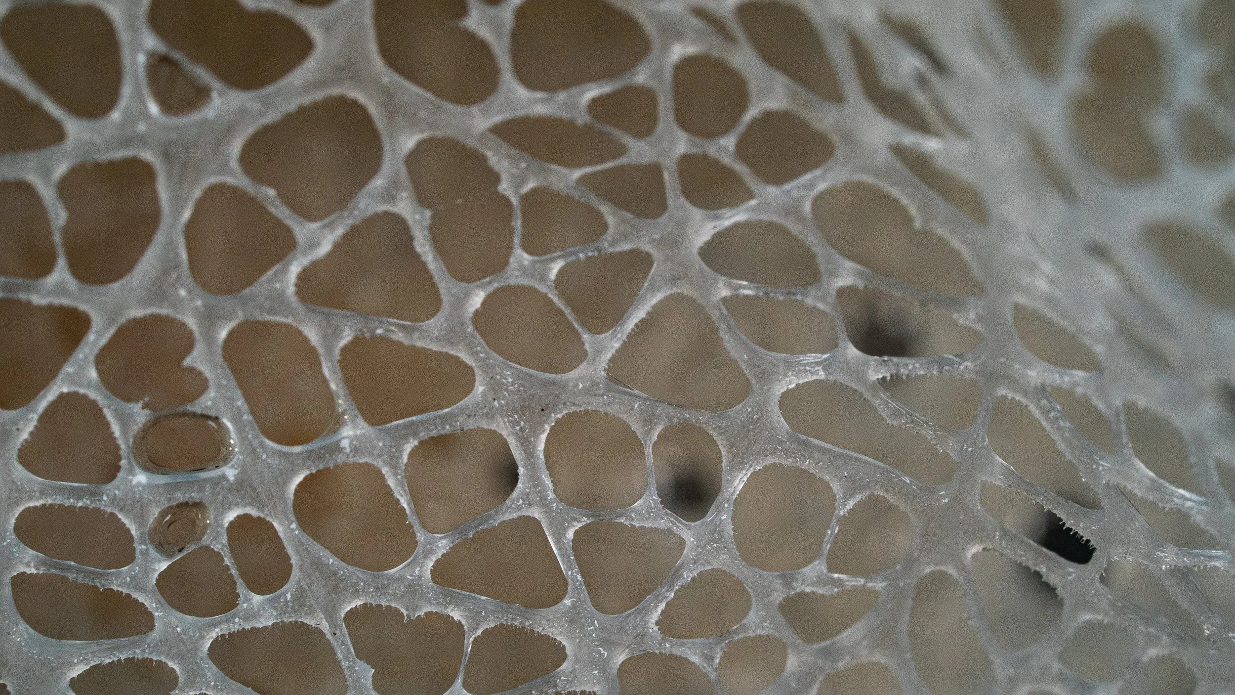 Close-up of a mesh or net-like material with oval and irregular hole patterns.
