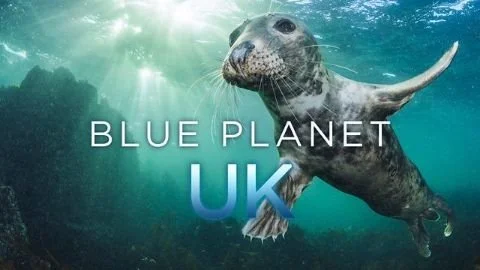 Underwater scene with a seal swimming in the ocean, sunlight filtering through water, text reading 'Blue Planet UK'.