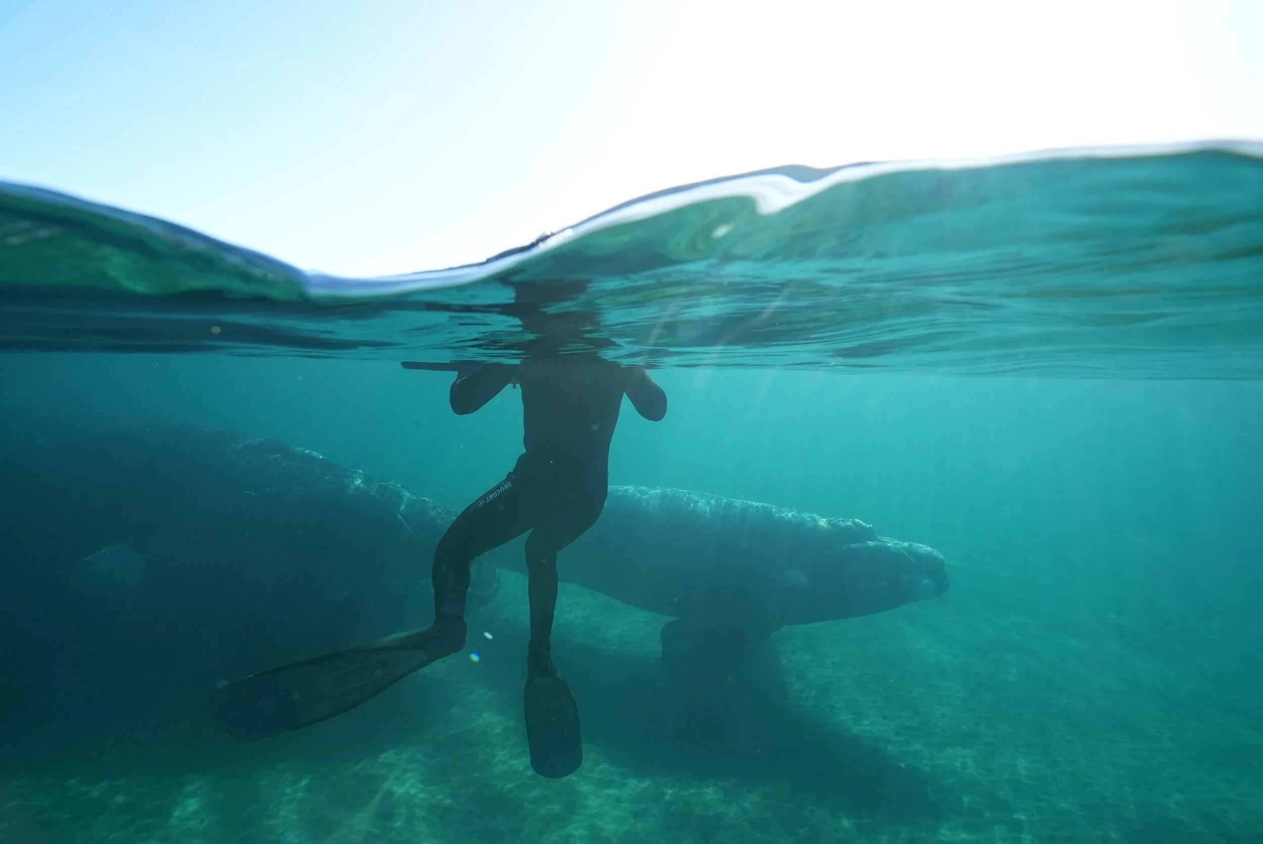 Underwater photo of a man near a large whale with the water's surface visible above.