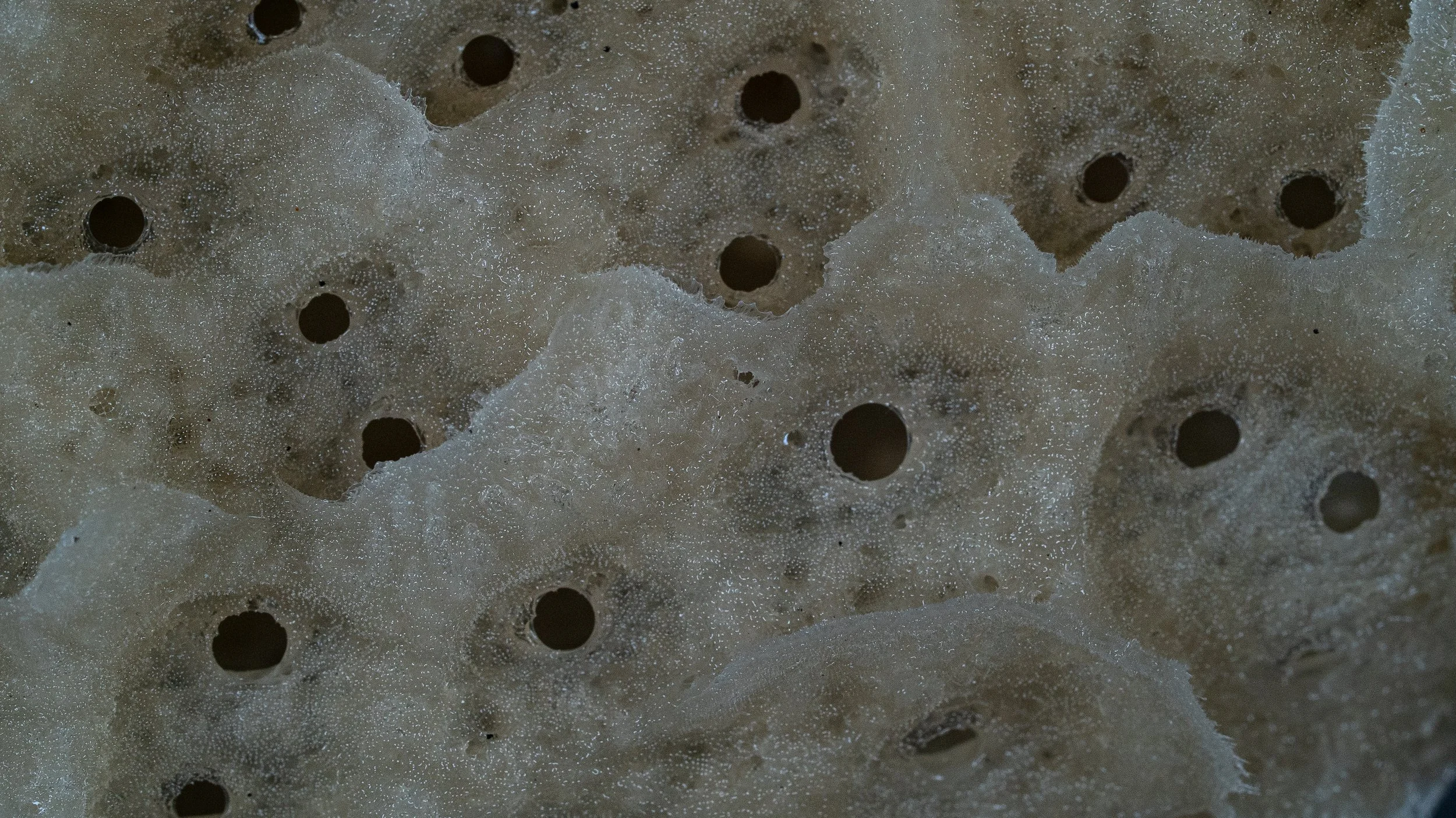 Close-up view of a sponge with multiple round holes, showing its porous texture.