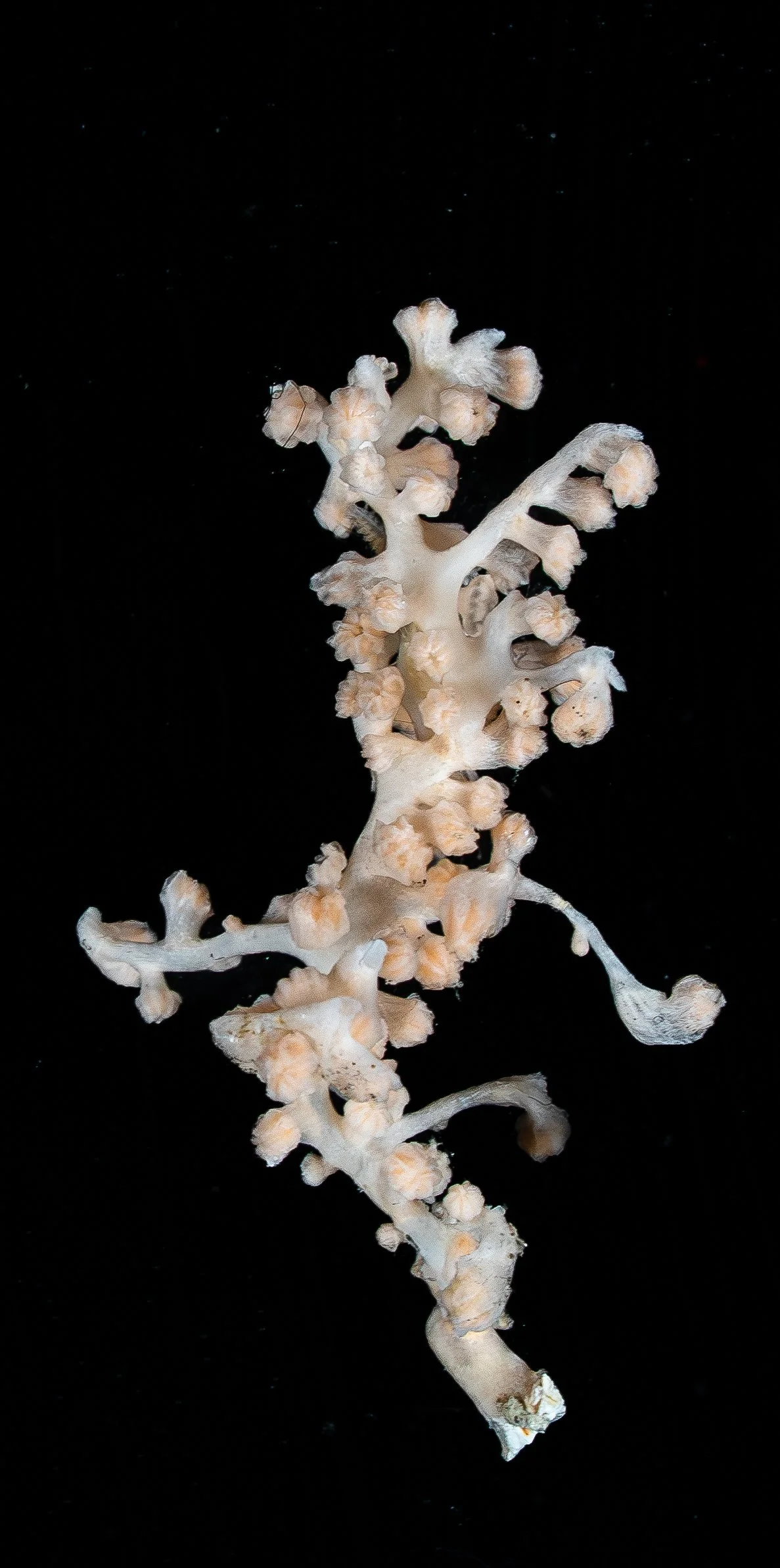A white coral with branching structures against a black background.
