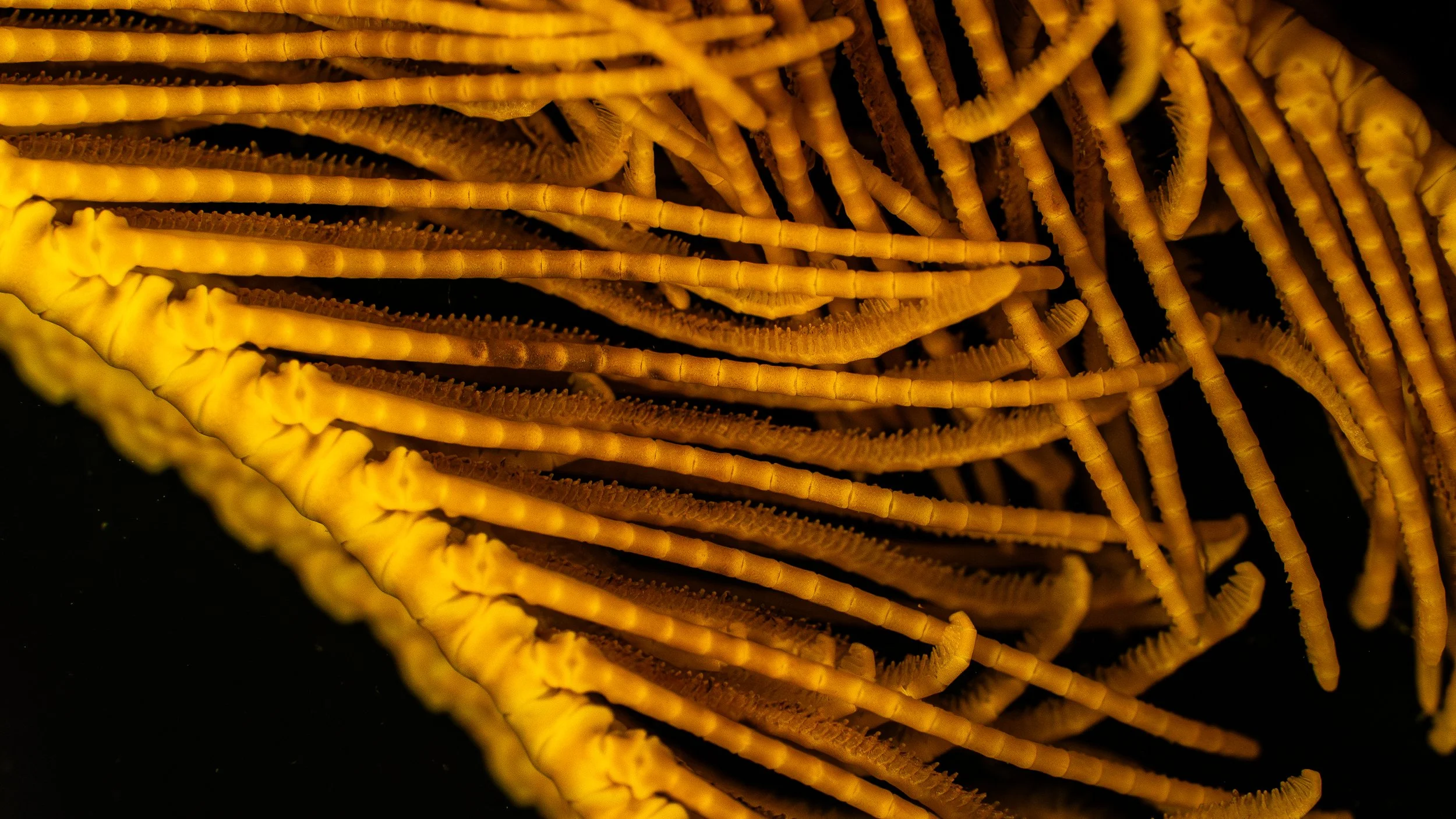 Close-up of yellow coral with long, slender branches and textured surface against a black background.