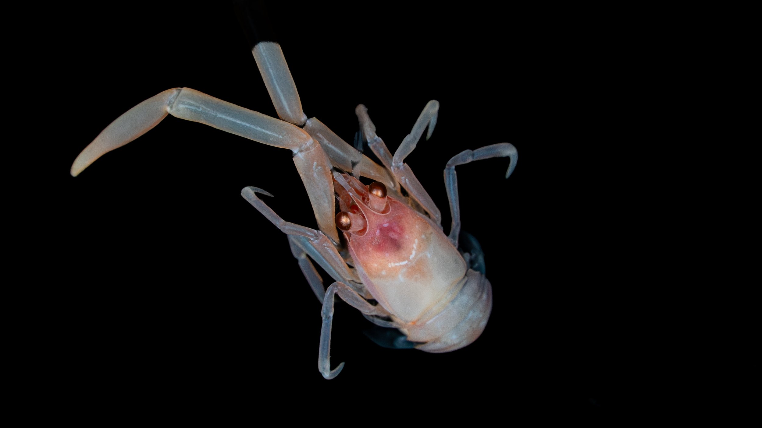 Close-up of a crab against a black background, showing its pale, translucent body and claws with reddish eyes.