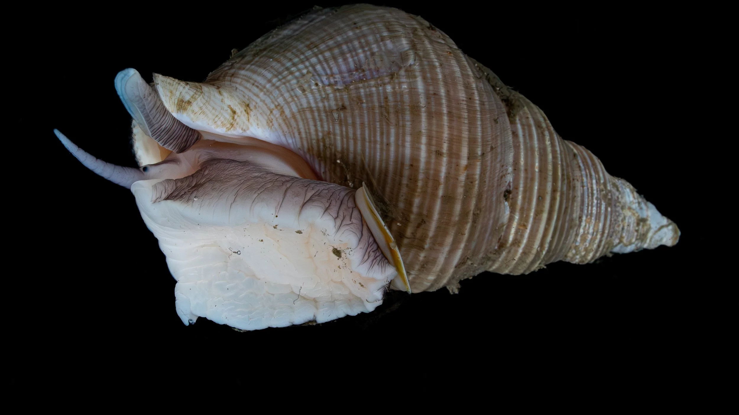Close-up of a seashell with a starfish attached, set against a black background.