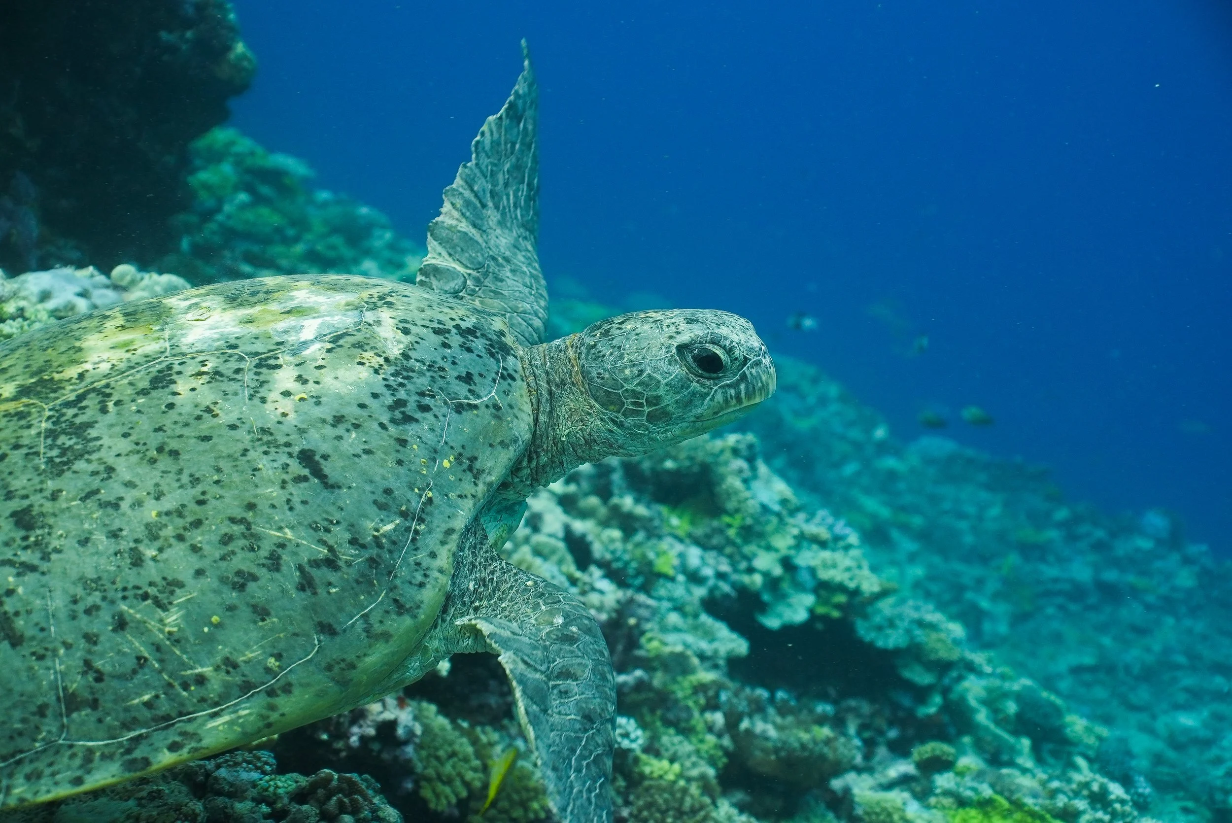 A green sea turtle swimming underwater over a coral reef.