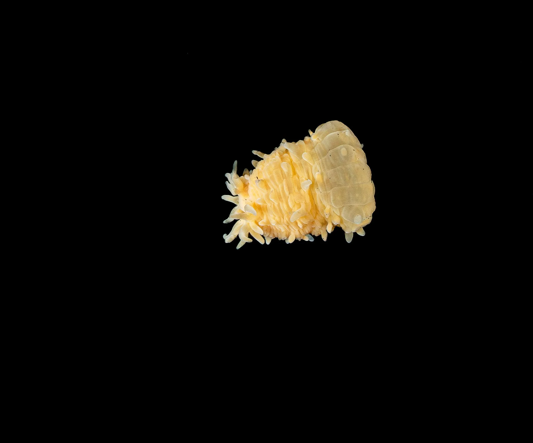 A close-up of a small, cream-colored sea slug with textured, ruffled edges against a black background.