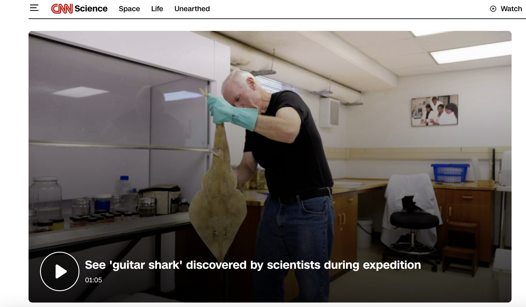 A scientist examining a large, guitar-shaped shark specimen in a laboratory setting.