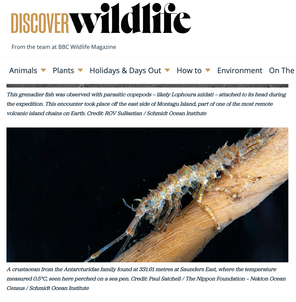 Photograph of a crustacean from the Antarcitidae family perched on a sea pen underwater, with a dark background. The crustacean has an elongated, segmented body with multiple legs and antennae.