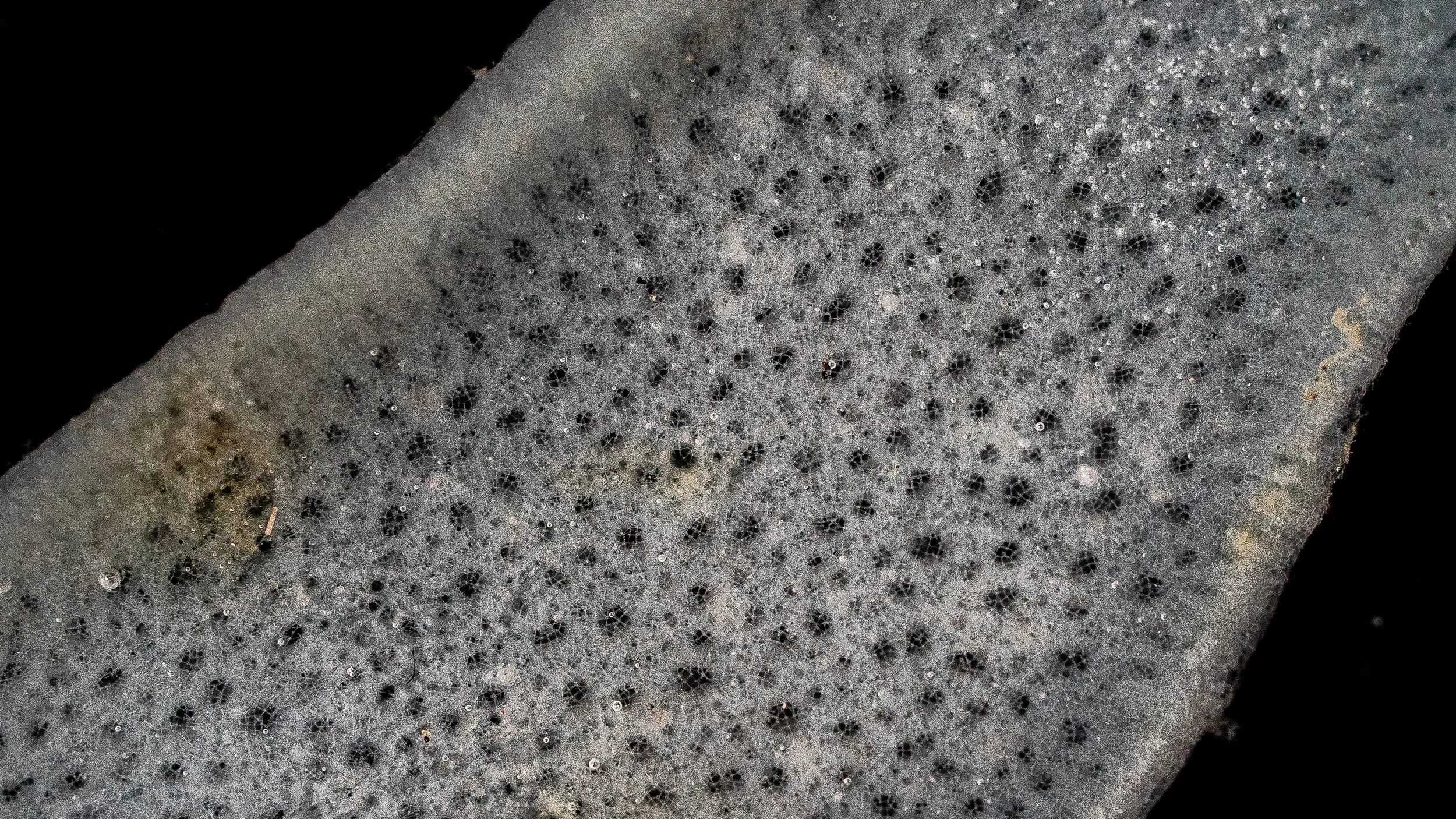 Close-up of a sponge with small circular holes and black dots, possibly showing a porous surface.