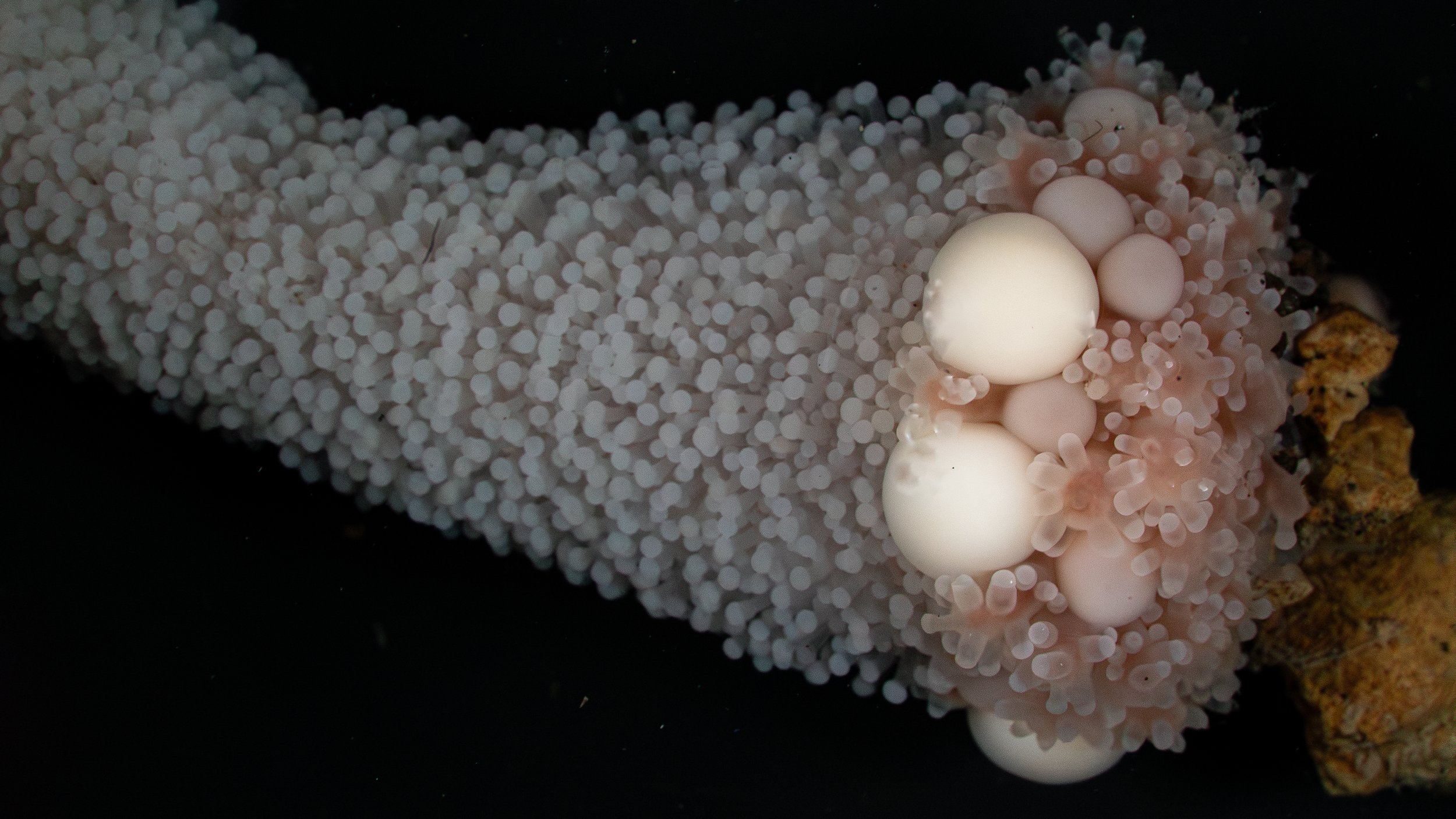 Close-up of a soft coral with numerous small white and pink polyps, some larger white spherical eggs, and a dark background.