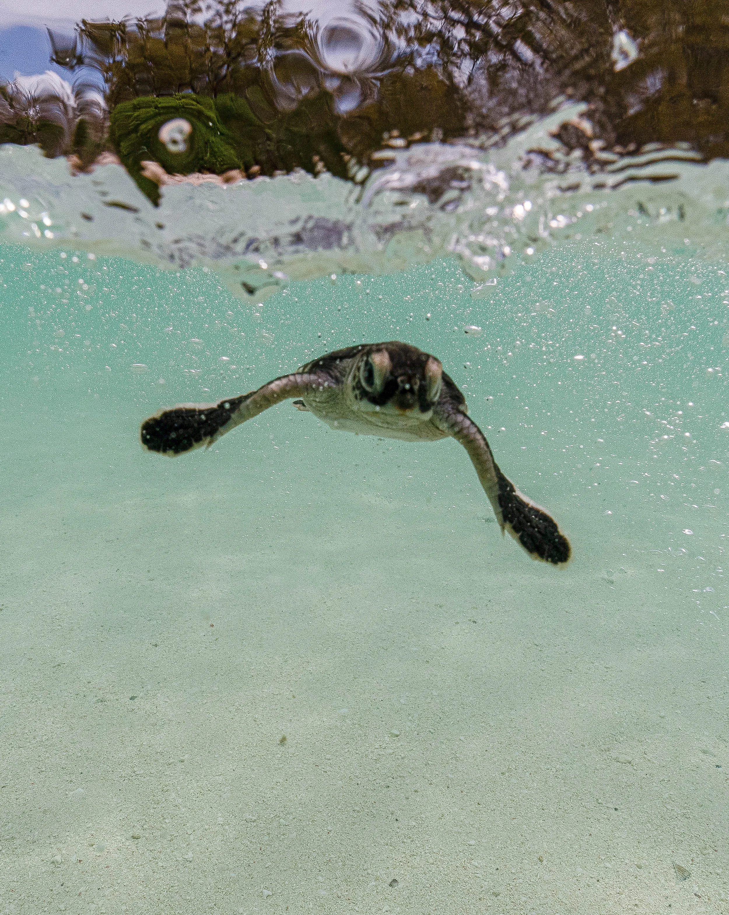 A turtle swimming underwater towards the camera with the water's surface above and sandy ocean floor below.