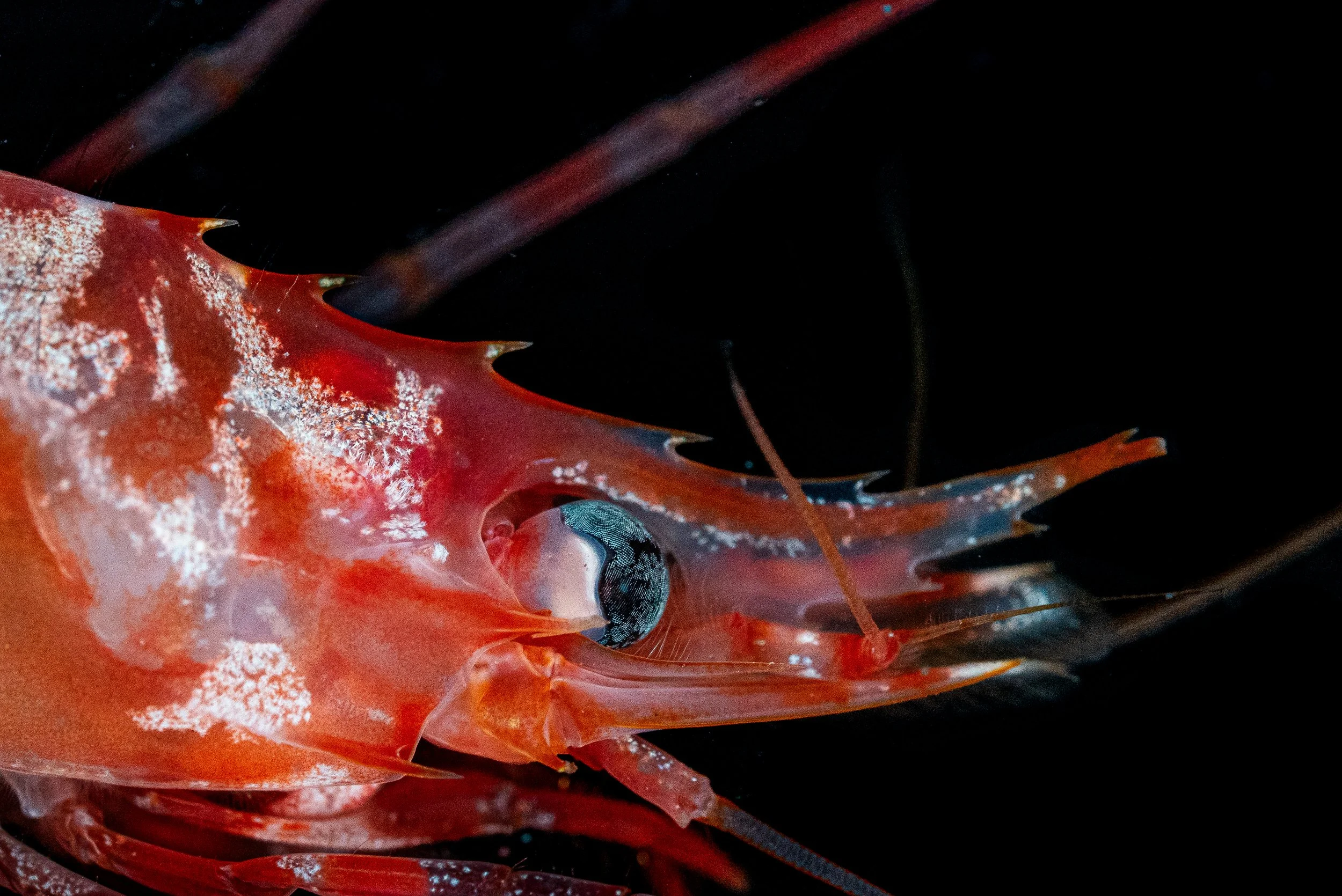 Close-up of a red and orange deep-sea shrimp with spiny antennae and large black eyes, set against a black background.