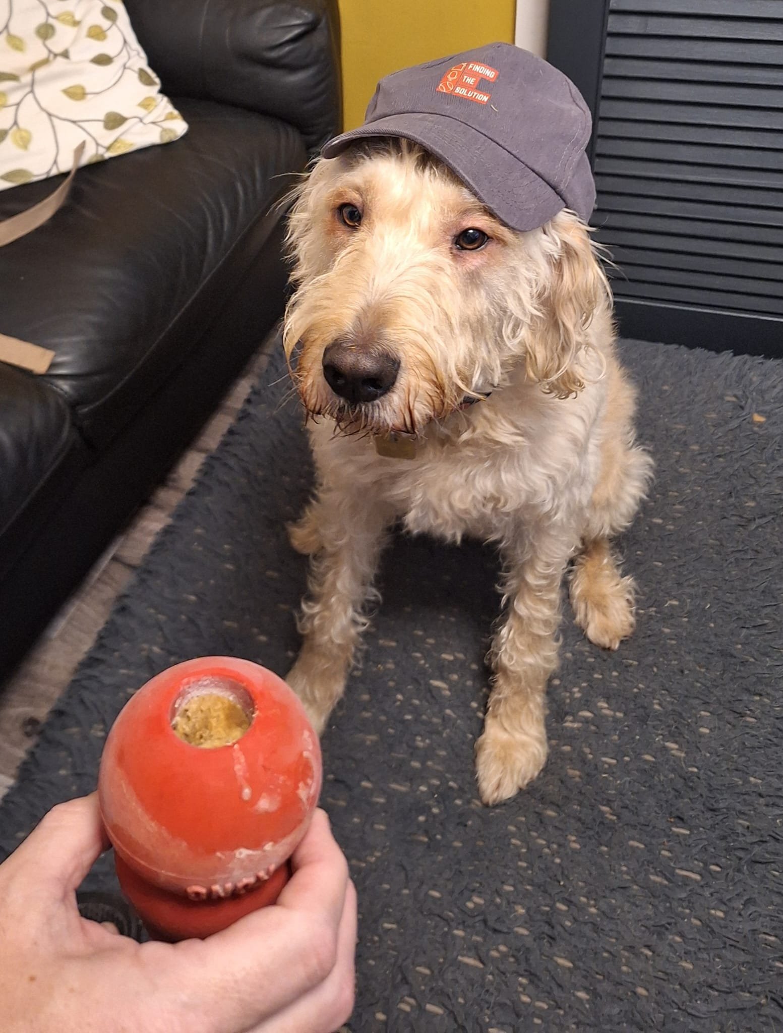 A dog wearing a gray cap with red and white text, sitting on a black rug inside a room, with a hand holding a red Kong toy in the foreground.