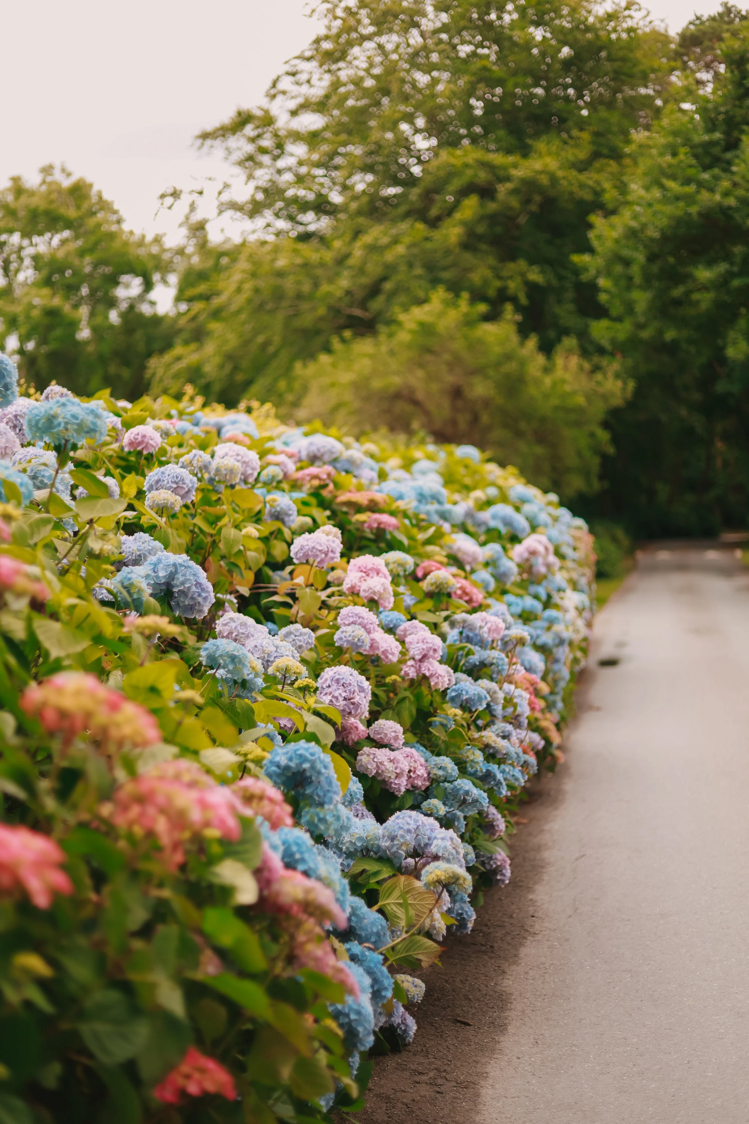 Colorful hydrangea bushes alongside a paved pathway in a park, with green trees in the background and soft sunlight.
