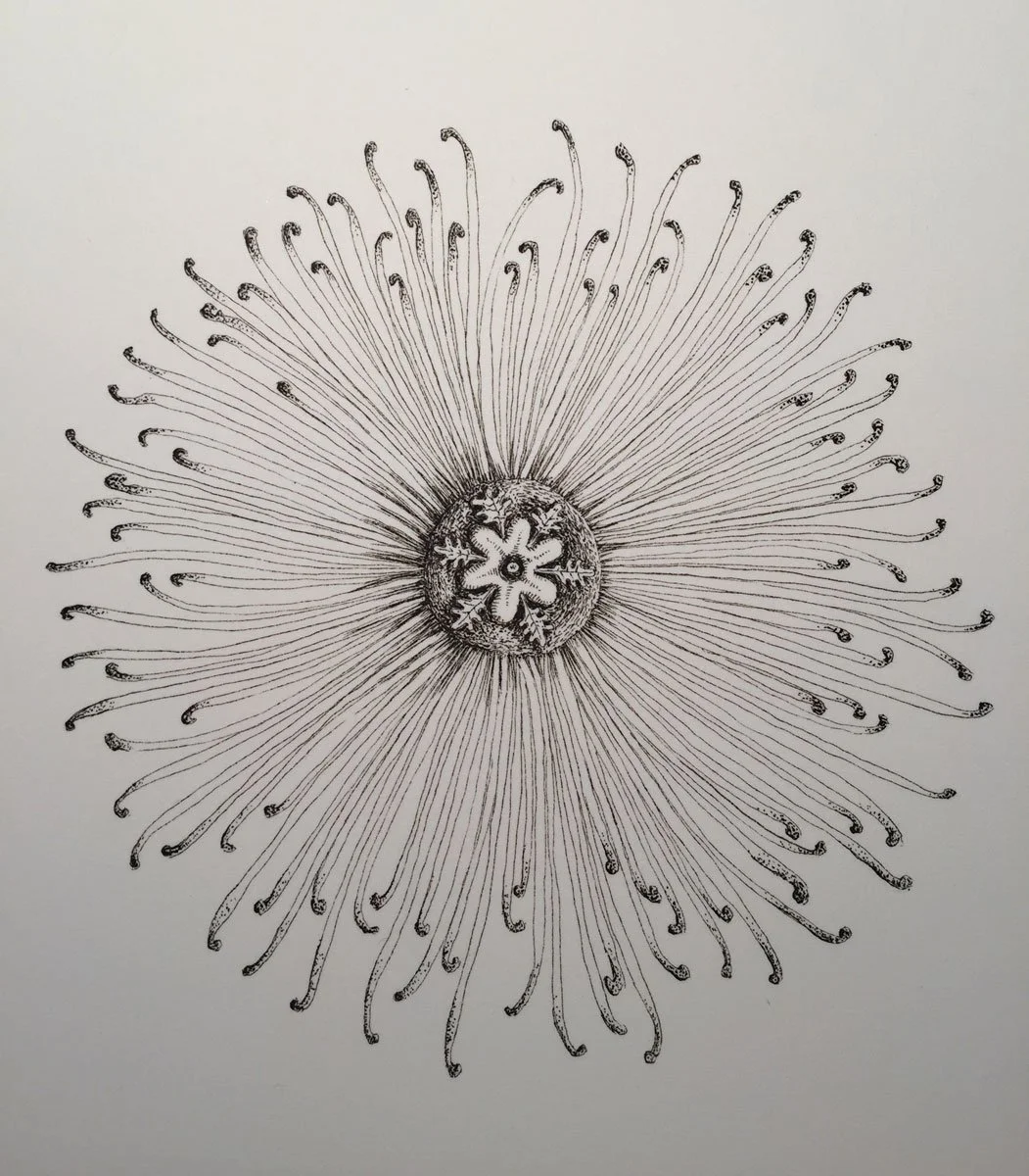 Plant Form - Paper | Sepia Ink And Dip Pen | 11 x 10 cm