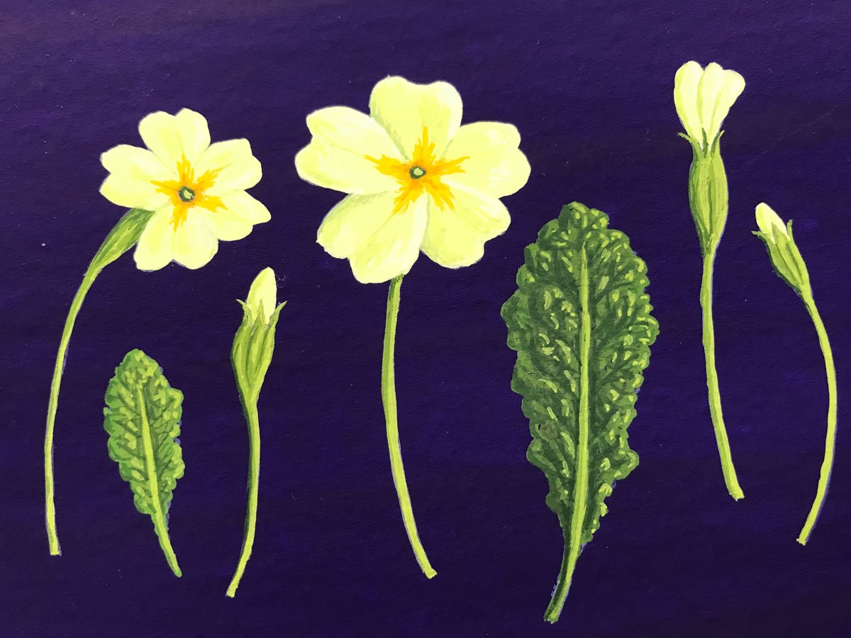 Primroses - Paper | Gouache | 21 x 13 cm