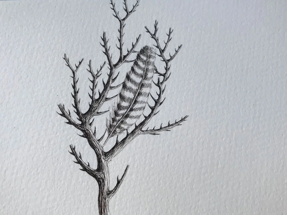 Feather In Thorns - Paper | Sepia Ink And Dip Pen | 21 x 13 cm