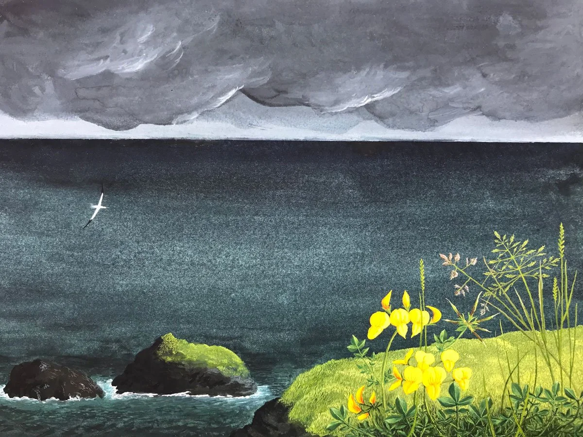 Lone Gannet and Bird’s Foot Trefoil - Paper | Gouache | 28 x 16 cm