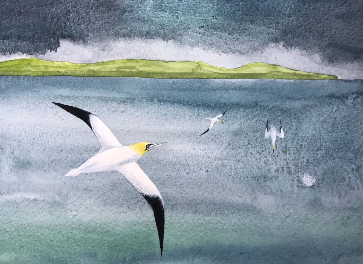 Gannets - Paper | Gouache | 21 x 13 cm