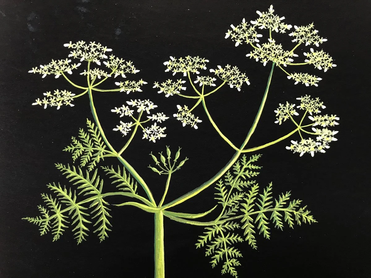 Cow Parsley - Paper | Gouache | 18 x 16 cm