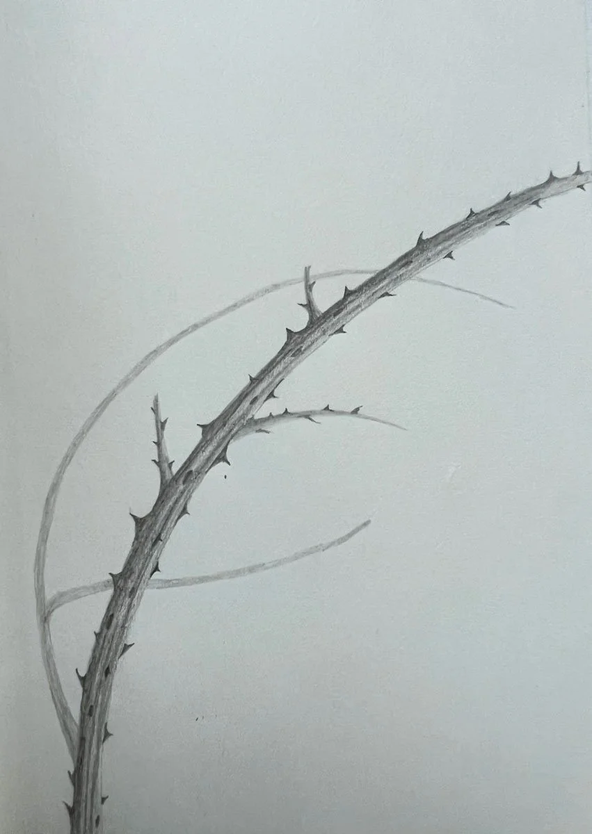 Bramble Stem - Paper | Pencil | 14 x 9 cm