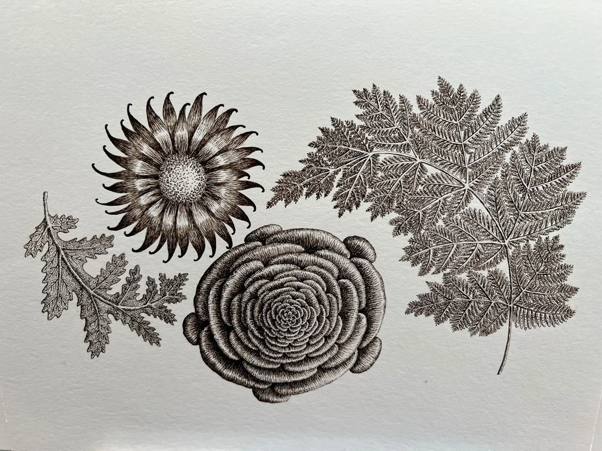 Four Plant Forms - Paper | Sepia Ink And Dip Pen | 14 x 12 cm