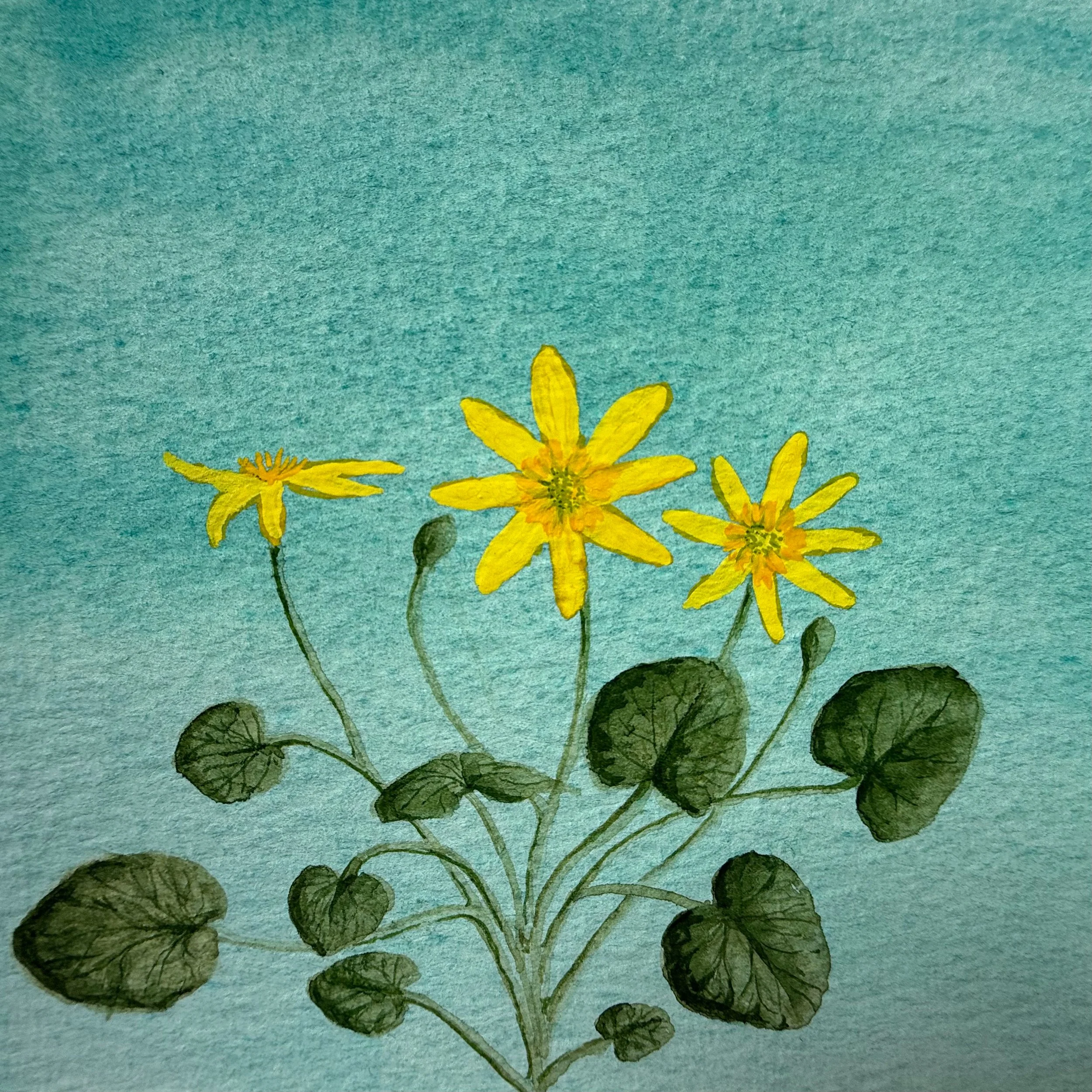 Celandine – Watercolour Paper | Gouache | 14 x 14 cm