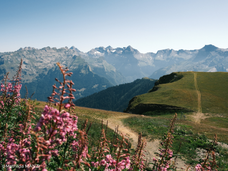Paysage de montagnes avec des fleurs roses au premier plan et un chemin qui traverse des collines verdoyantes, avec des montagnes rocheuses au loin.