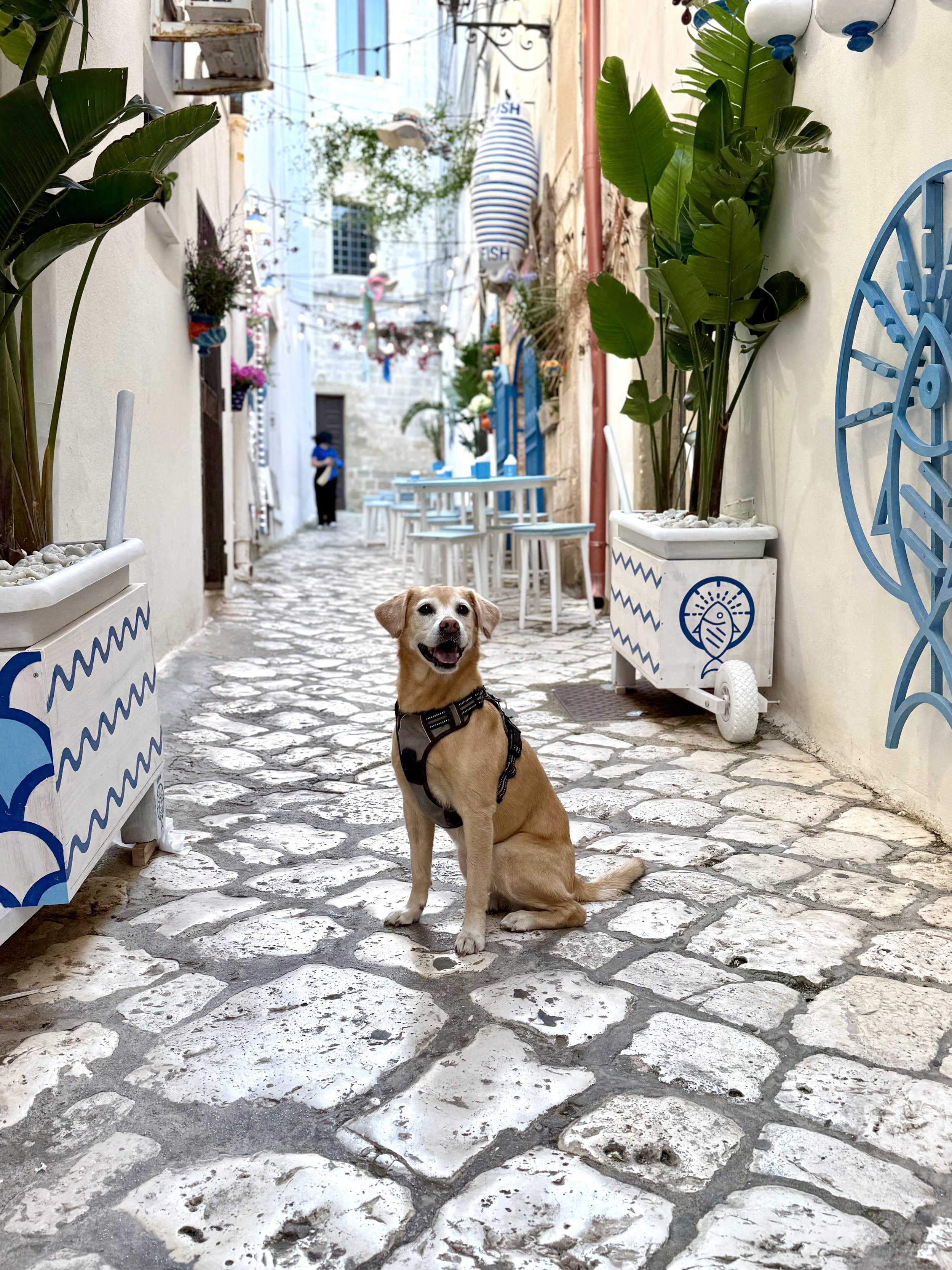dog in Puglia, Italy