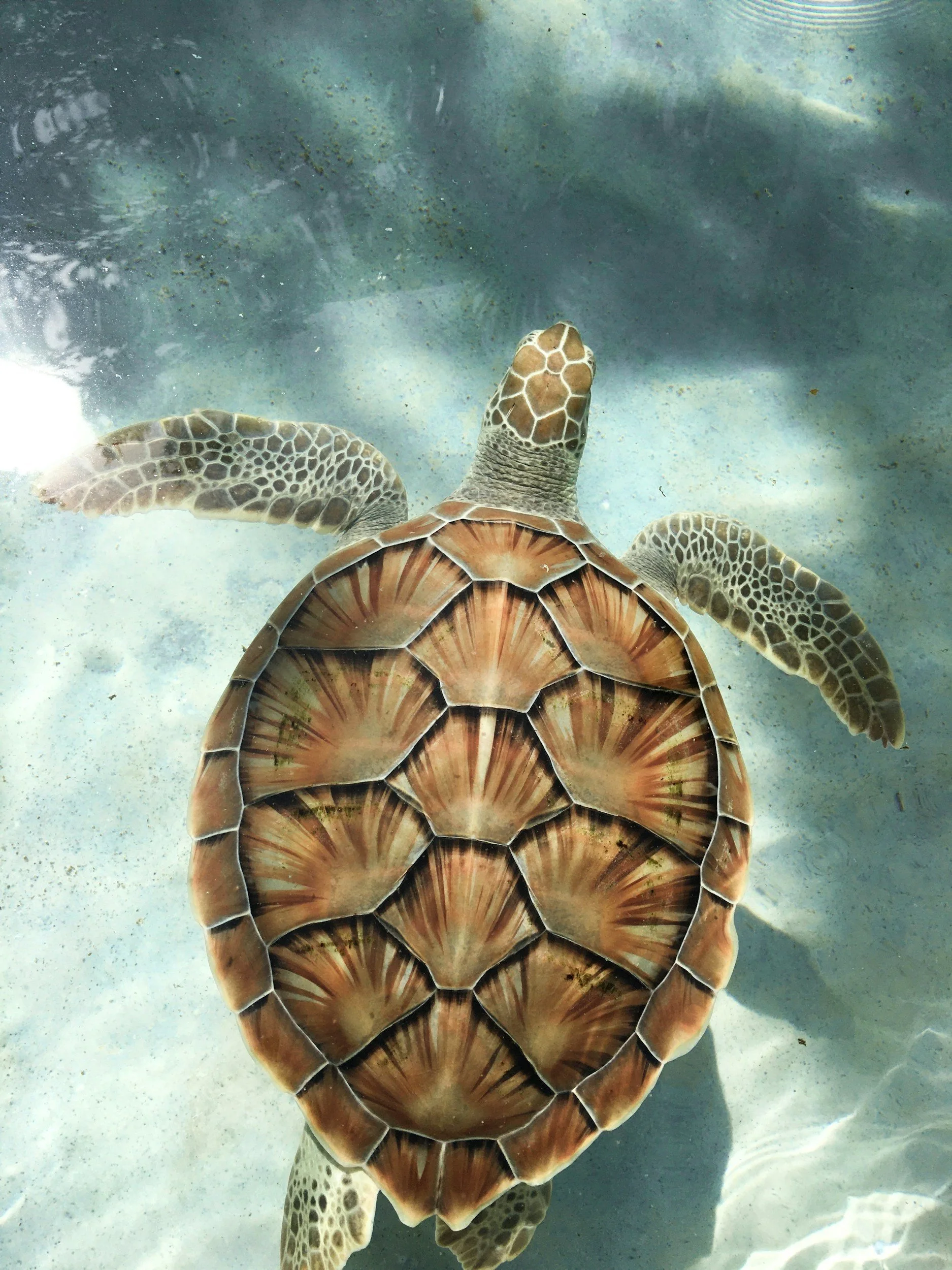 Underwater view of a sea turtle swimming in the water.