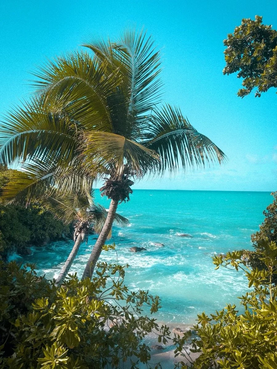 Tropical beach scene with turquoise water, palm trees, and lush green vegetation under a clear blue sky.