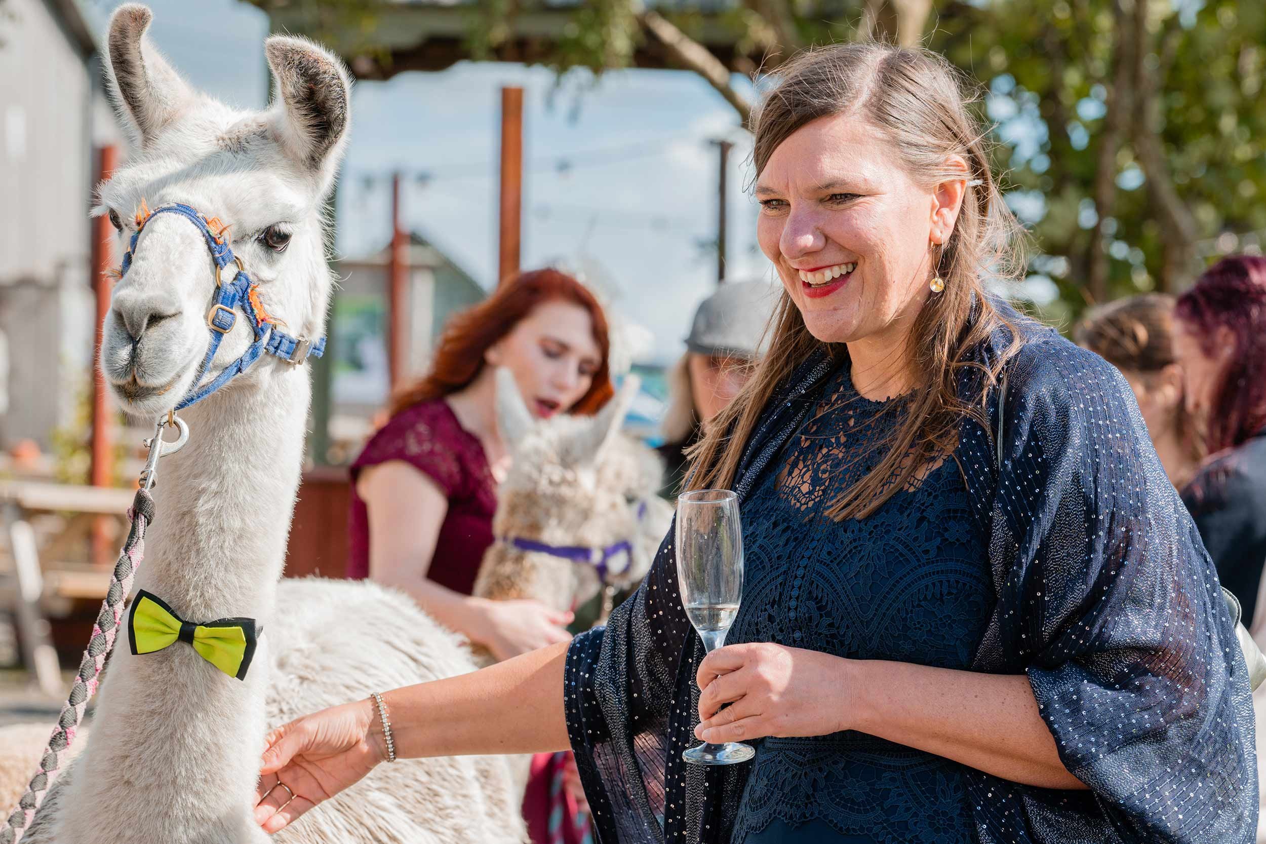 A woman in a blue dress holding a glass of champagne smiling while petting a white alpaca wearing a green bow tie and a blue halter, with several other people and alpacas in the background outdoors.
