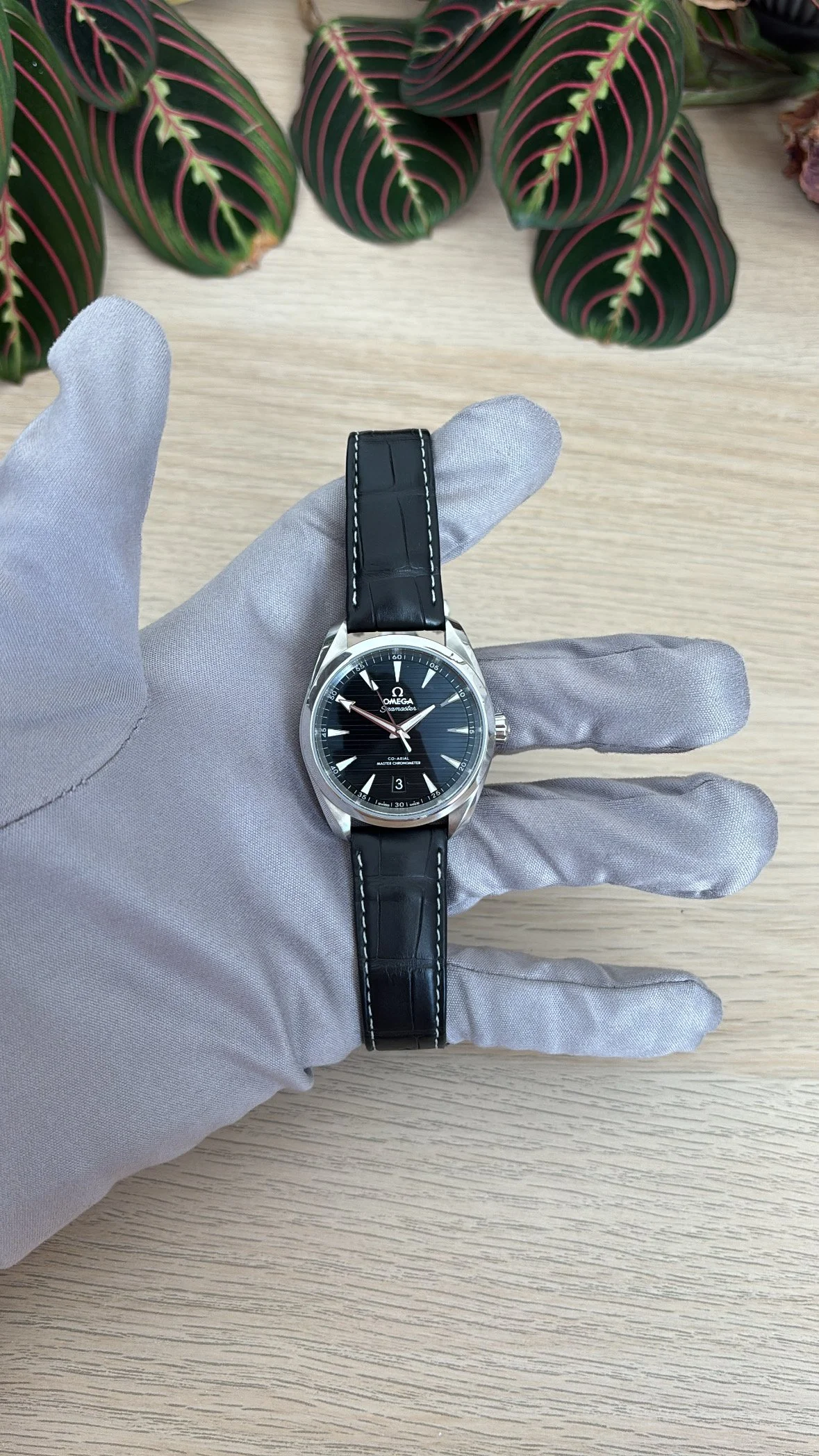 A person's hand in a gray glove holding a black Omega Seamaster Aqua Terra watch with a black leather strap and a blue dial, with green and pink striped leaves in the background on a wooden surface.