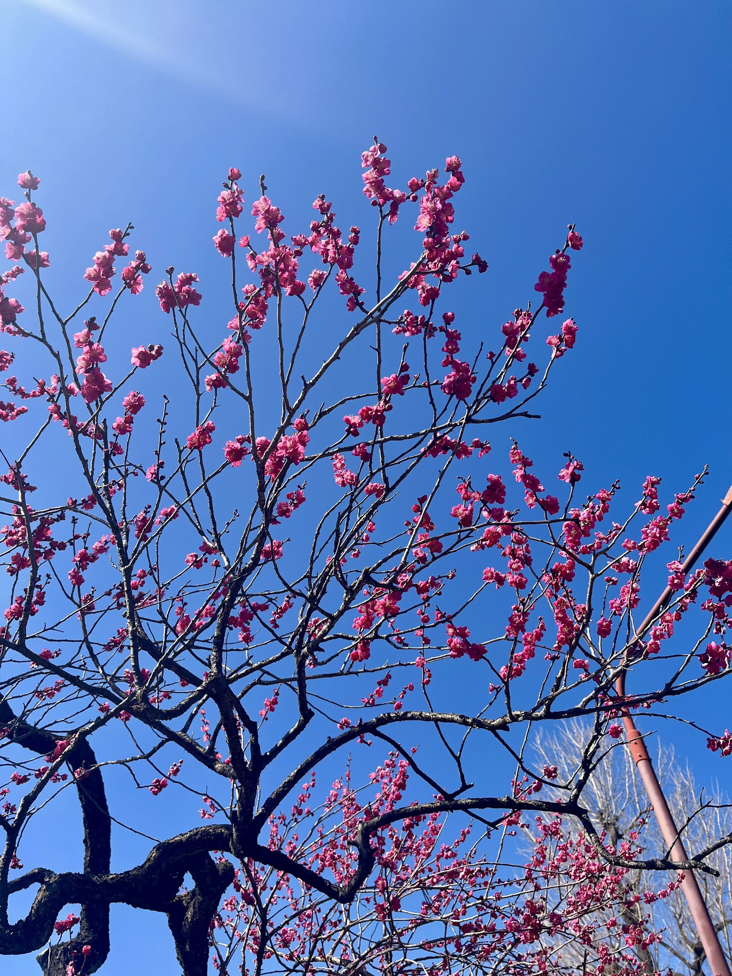 Classical music inspired by spring