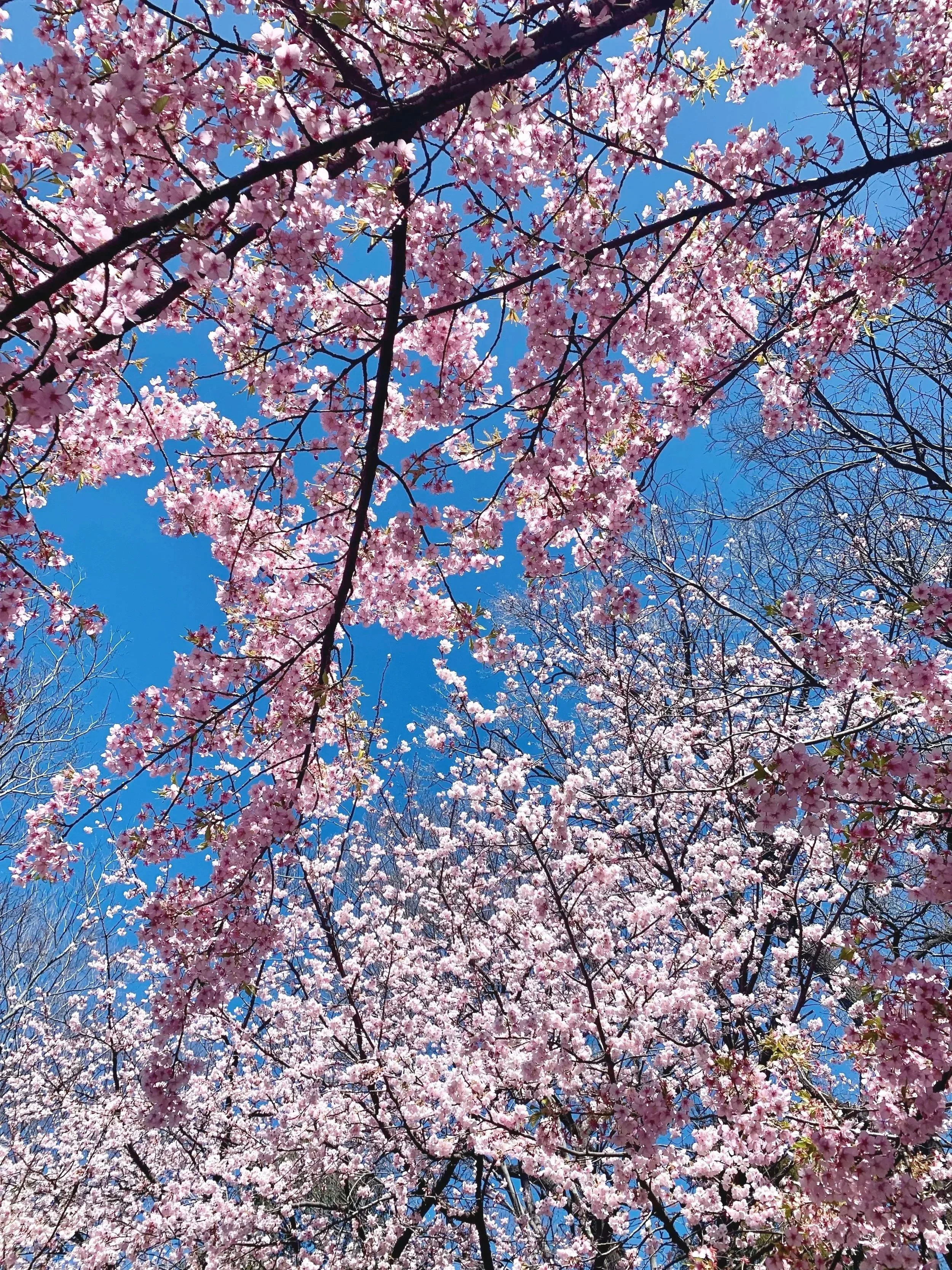 Classical music inspired by spring