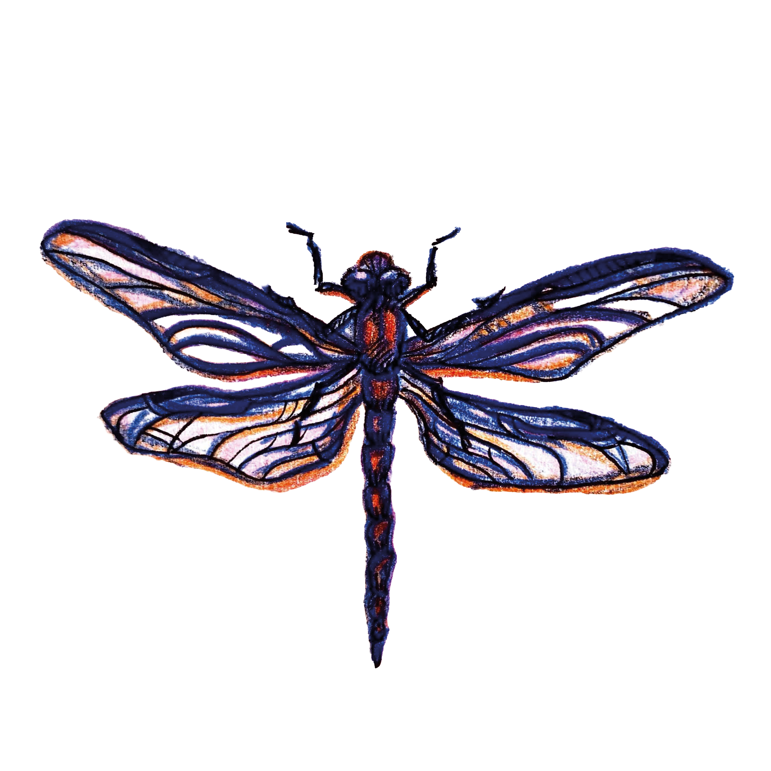sticker - dragonfly - contours.png