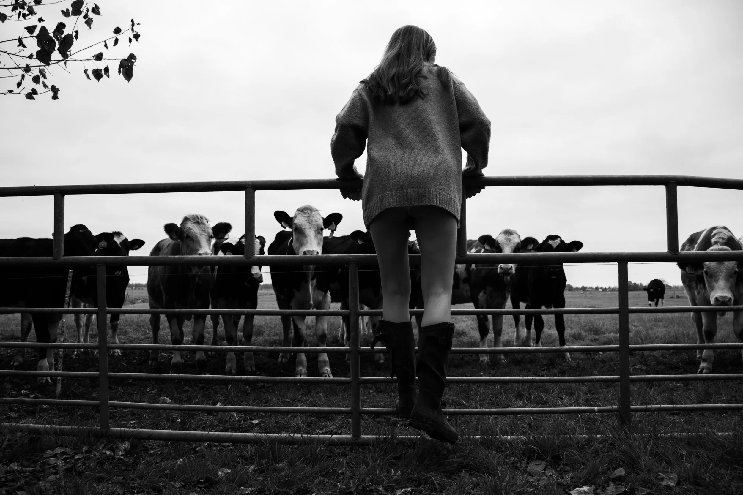 A woman standing with her back to the camera, leaning on a fence, observing a group of cows in a field on a cloudy day