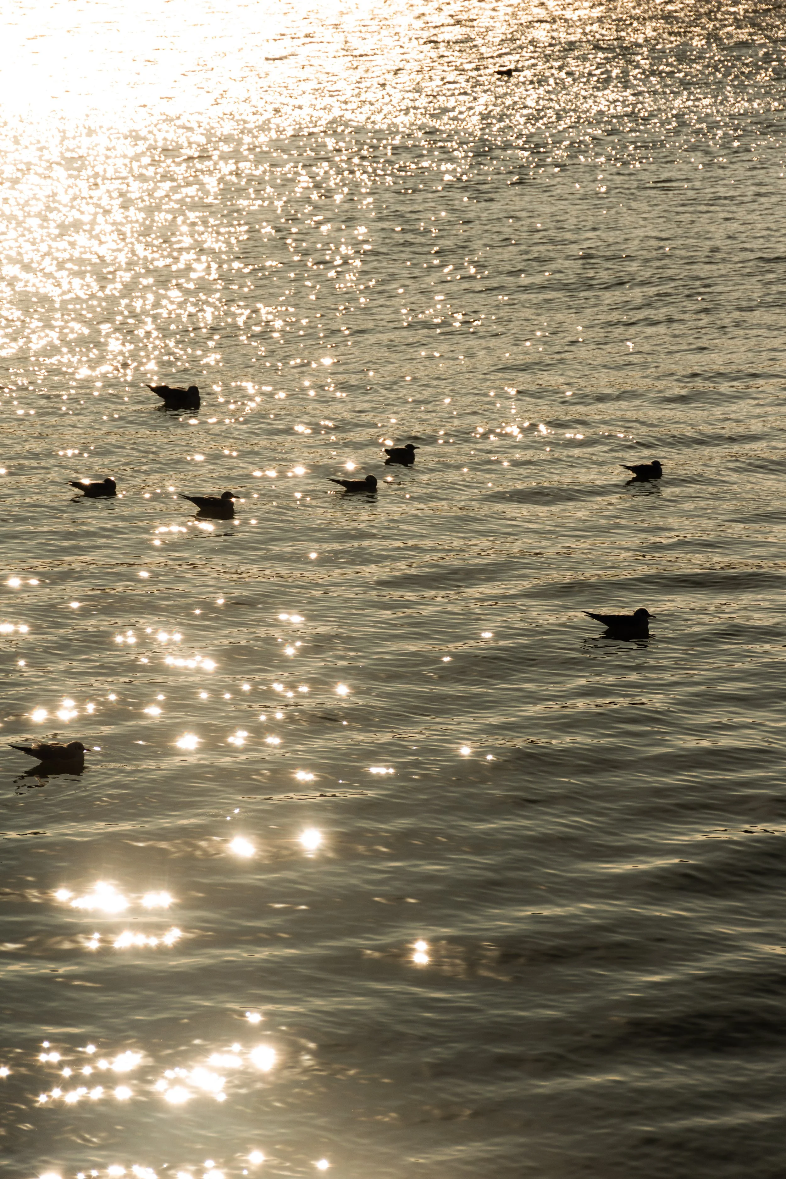 Seagulls swimming in the ocean during sunset with sunlight reflecting on the water.