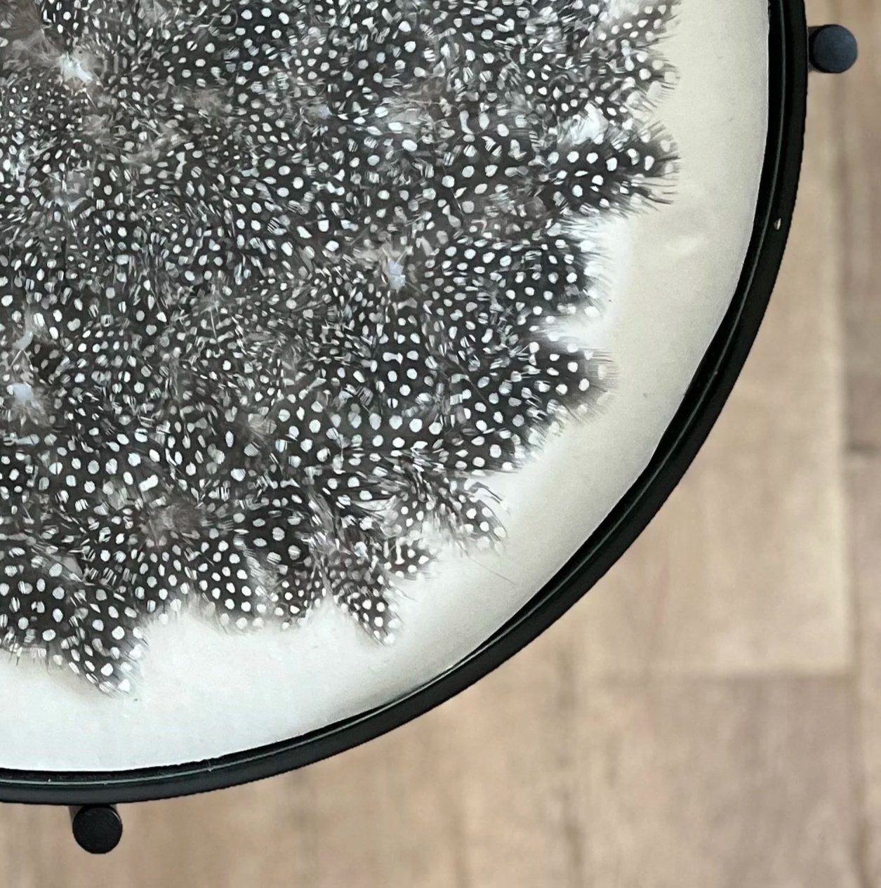 Close-up of black and white polka-dotted feathers on a reflective surface.