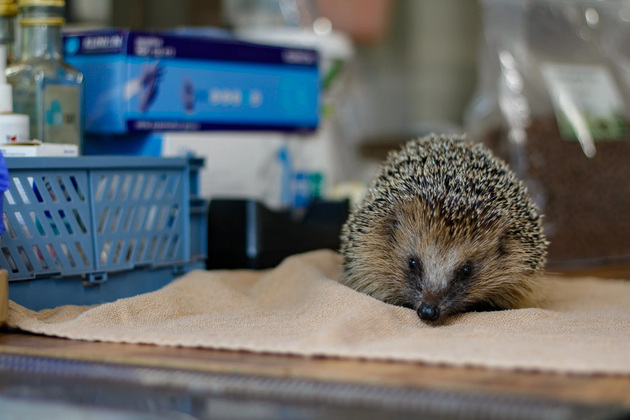 Rehabilitation Hedgehogs