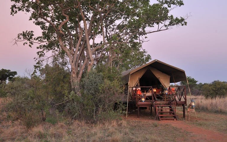 A safari tent setup with a porch and steps, located in a grassy savannah landscape with large trees, during dusk or dawn.
