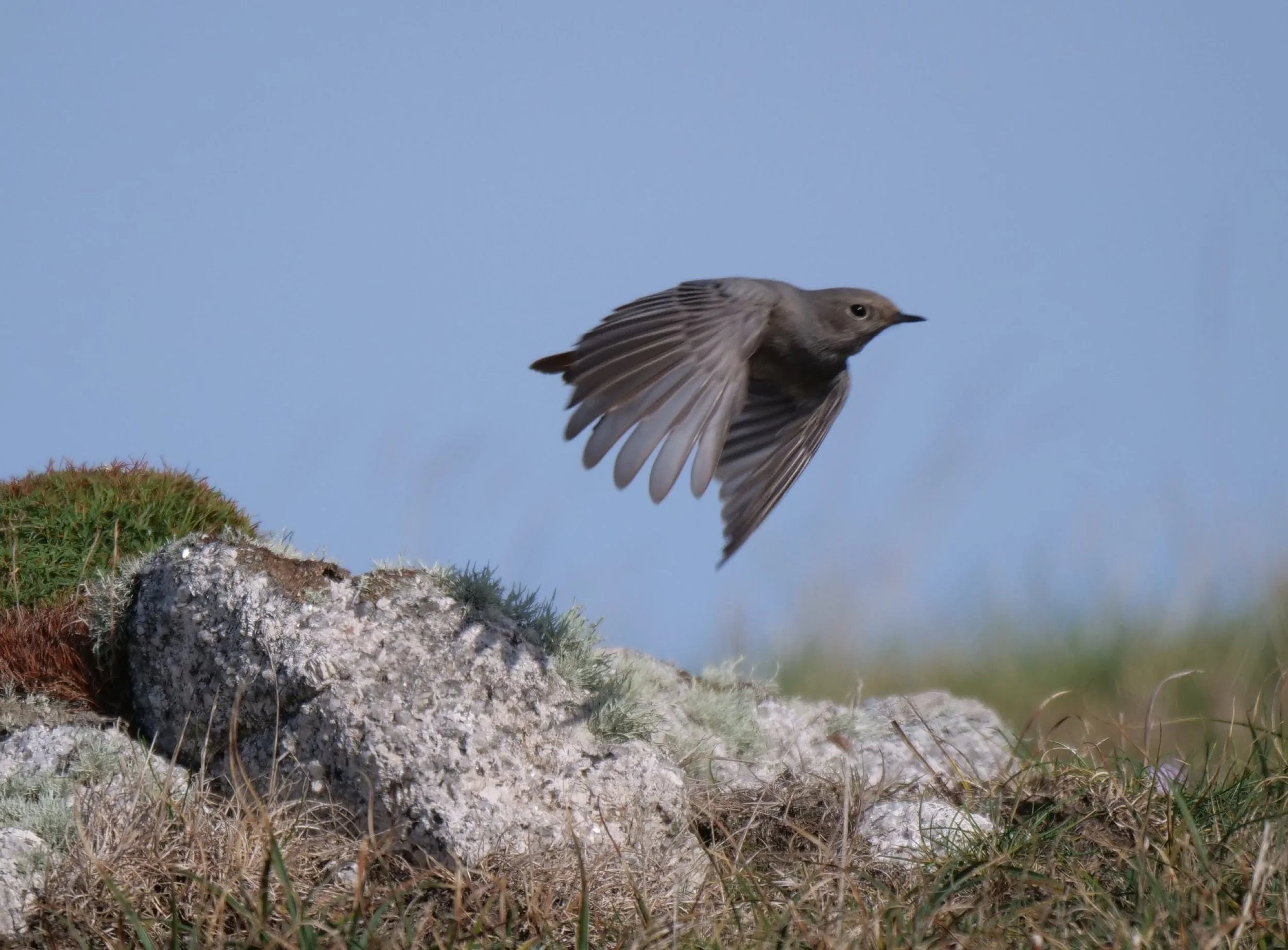 Black Redstart on Lundy Island